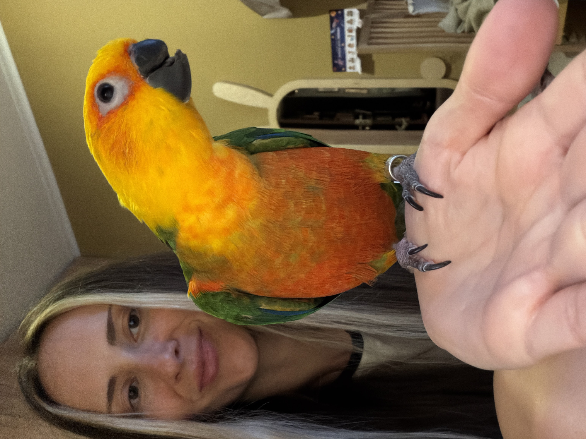 The image captures a close-up interaction between a person and a pet parrot in an indoor setting. A vibrant Sun Conure parrot, with a striking plumage of yellow on its head and chest, transitioning to orange and red on its body, and green and blue on its wings, is perched on a human hand. The parrot is positioned on the right side of the frame, facing left, with its dark beak and bright, dark-centered eye clearly visible. A metal leg band is present on one of its legs, gripping the palm with dark talons.
The person's hand, holding the parrot, is in the central-right of the frame. In the lower-left, a woman's face is partially visible. She has long, dark hair with prominent light highlights and is looking upwards and slightly to the right with a soft, content smile, indicating affection for the bird.
The background suggests an indoor environment, likely a home, with a plain, warm yellow-beige wall or surface. Behind the parrot, blurred details of what appears to be light-colored wooden furniture, possibly a shelf or cabinet, and some indistinct objects are present. No legible text is visible within the image. The lighting appears natural, suggesting it is daytime. The overall scene conveys a calm and affectionate moment between the owner and their pet parrot in Khimki, Russia.