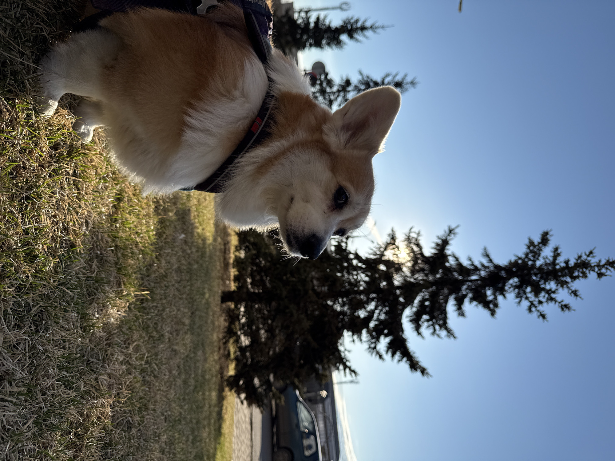 A low-angle shot of a corgi dog on a grassy field, likely in a park setting. The dog is wearing a harness. Behind the dog are trees silhouetted against a bright blue sky with the sun visible through the branches. A section of a vehicle is visible in the background. While difficult to verify with this image alone, the location in Krasnoyarsk, Russia is not readily apparent.