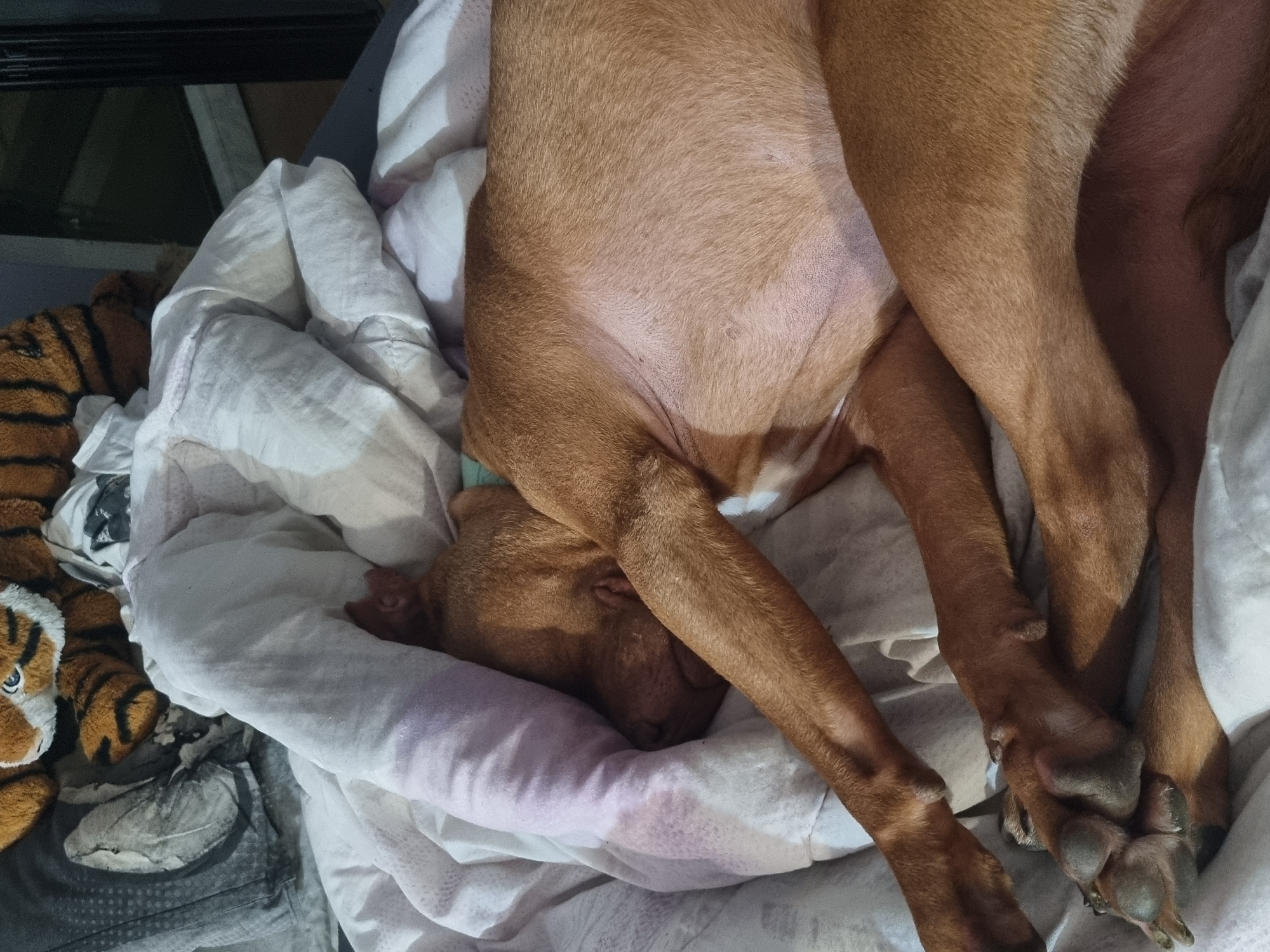 A brown dog is asleep on a white comforter. The dog's head is resting on a white pillow. Next to the dog is a tiger-striped stuffed animal.