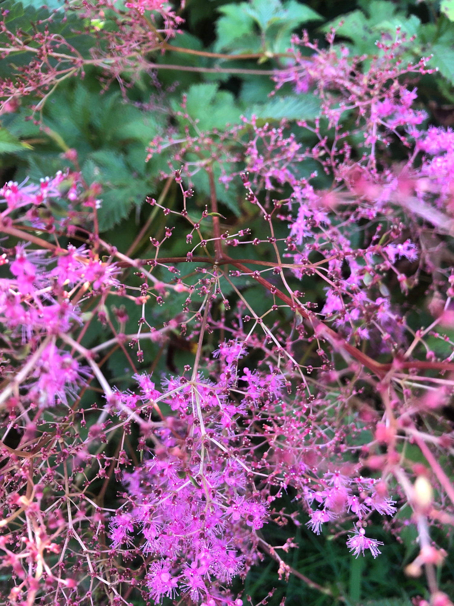 This is a close-up, shallow depth-of-field photograph of a flowering plant with delicate pink blossoms. The blossoms are small and appear feathery or wispy, with thin petals and fine, hair-like stamens. They are clustered on thin, branching stems that are reddish-brown in color. The background is blurred green foliage, suggesting a natural outdoor setting. The image does not contain any people or specific architectural features that would indicate Okhtinskiy Park, Russia, or any other city. It is a botanical close-up.