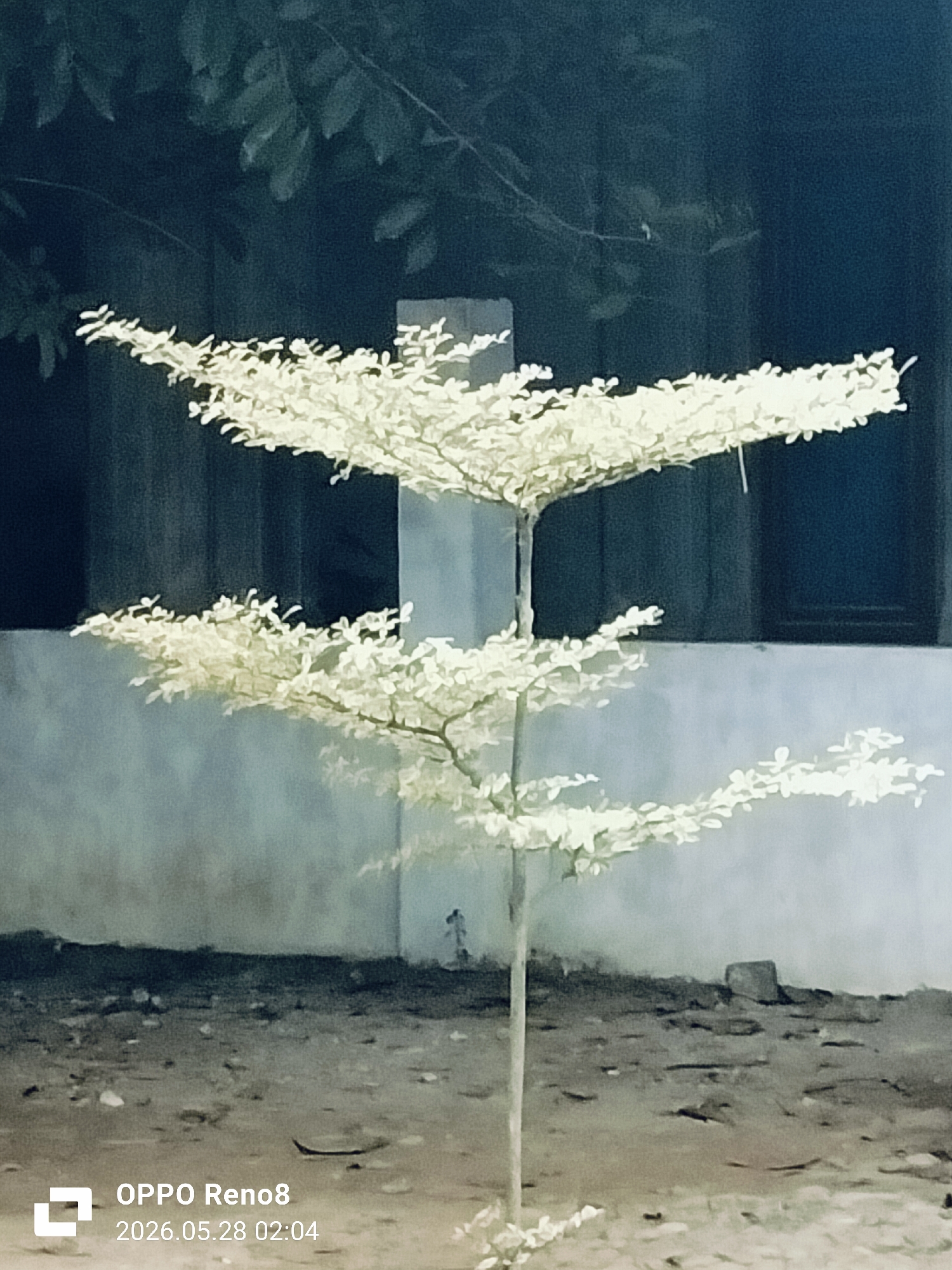 A photograph taken in Cempeudak, Indonesia shows a small, multi-tiered tree with pale leaves. The ground around the tree is uneven and appears to be dirt or gravel. A building with a grey wall and dark windows is visible in the background. The image was taken on an OPPO Reno8 phone and has a timestamp of 2026.05.28 02:04. Other vegetation is present in the background, above the tree.