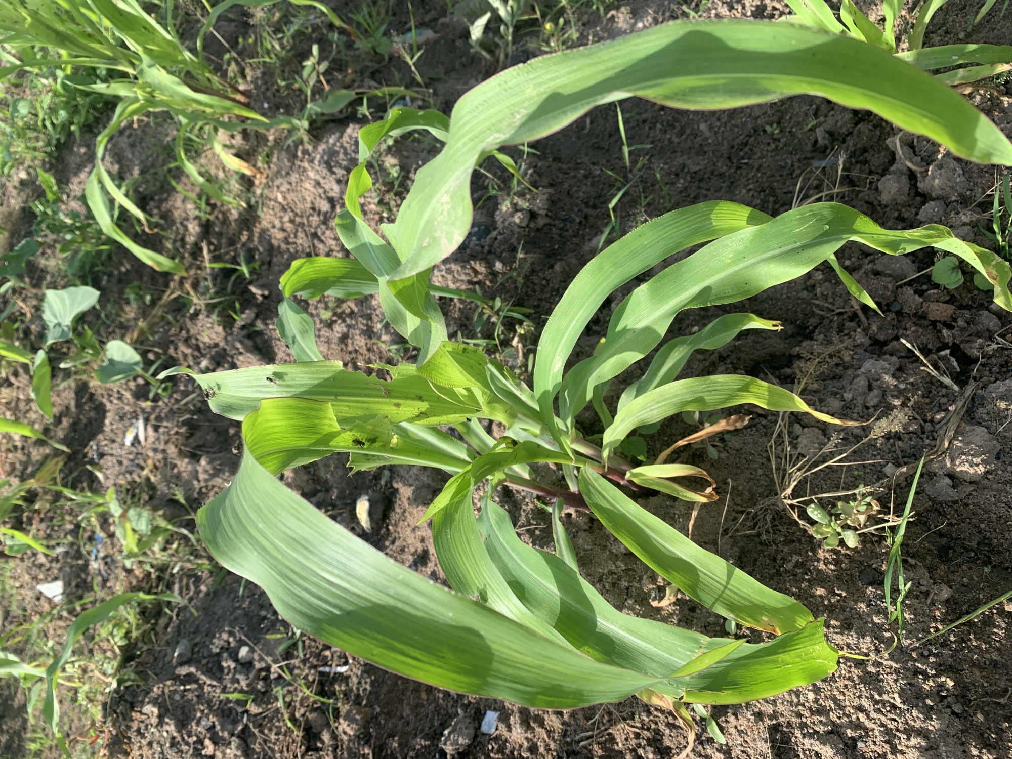 A young corn plant, showing signs of damage from insects, grows in dark soil. The plant has vibrant green leaves, with some showing chewed edges and small dark specks, possibly insect droppings. Several small black insects, likely ants, are visible on the leaves. The surrounding ground is loose soil with sparse green weeds and dry plant debris. The lighting suggests a sunny outdoor environment.