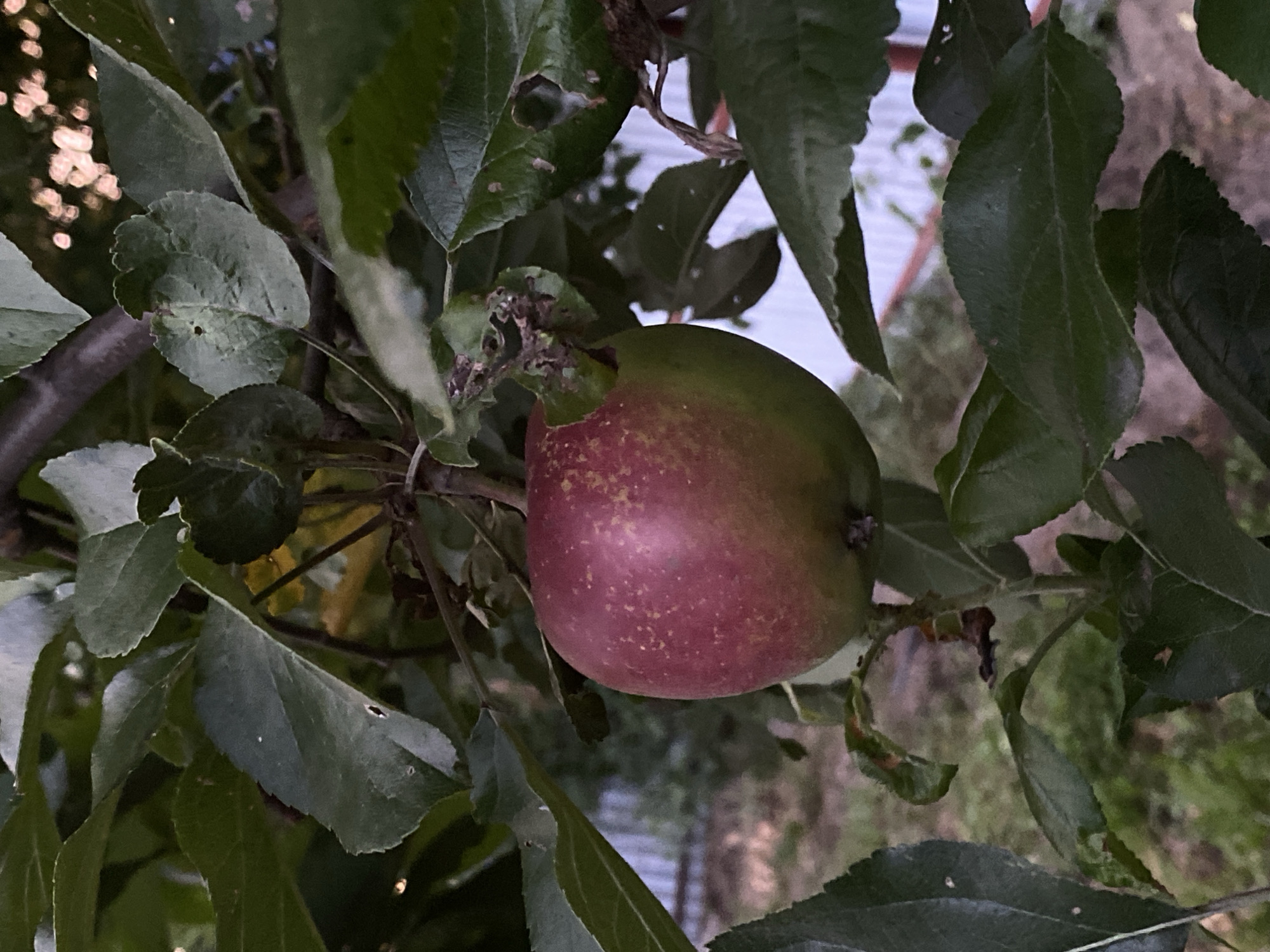 An apple hangs on a branch, partially red and partially green. It is surrounded by dark green leaves, some of which have small holes or torn edges. In the background, a blurry metal fence is visible, suggesting an outdoor setting. The overall impression is that of a close-up shot of fruit on a tree. The location is specified as Balashikha, Russia.