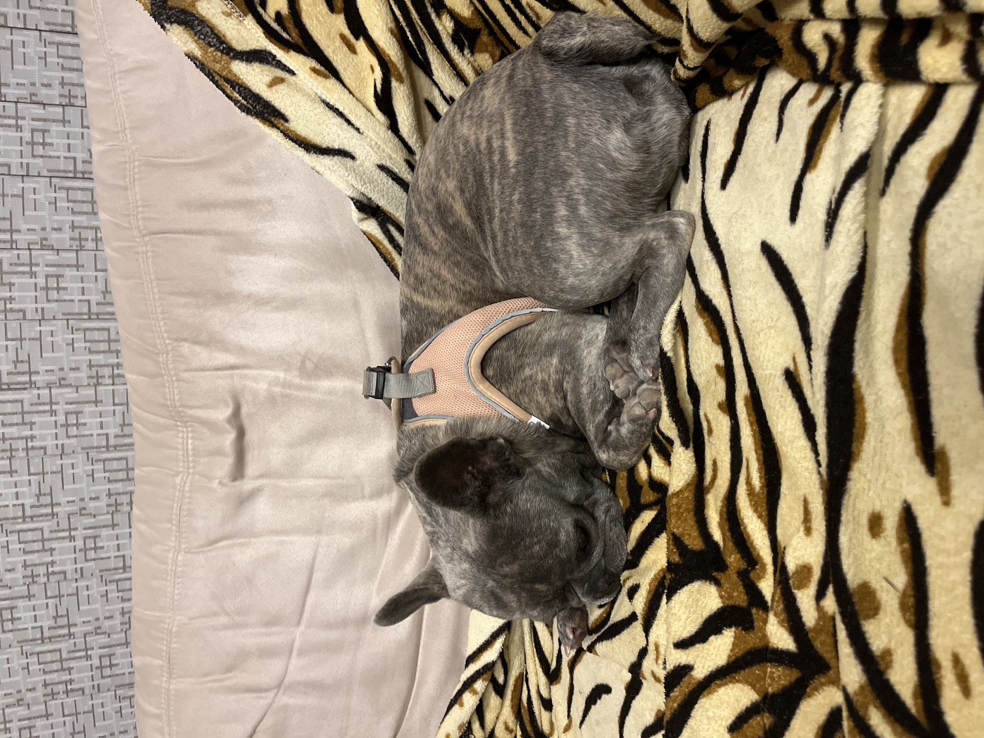 A brindle French Bulldog puppy wearing a pink harness is curled up on a bed, partially covered by a tiger-print blanket. The bed is made with a light beige or cream-colored sheet. The image does not provide any information about the city, location, or people present.