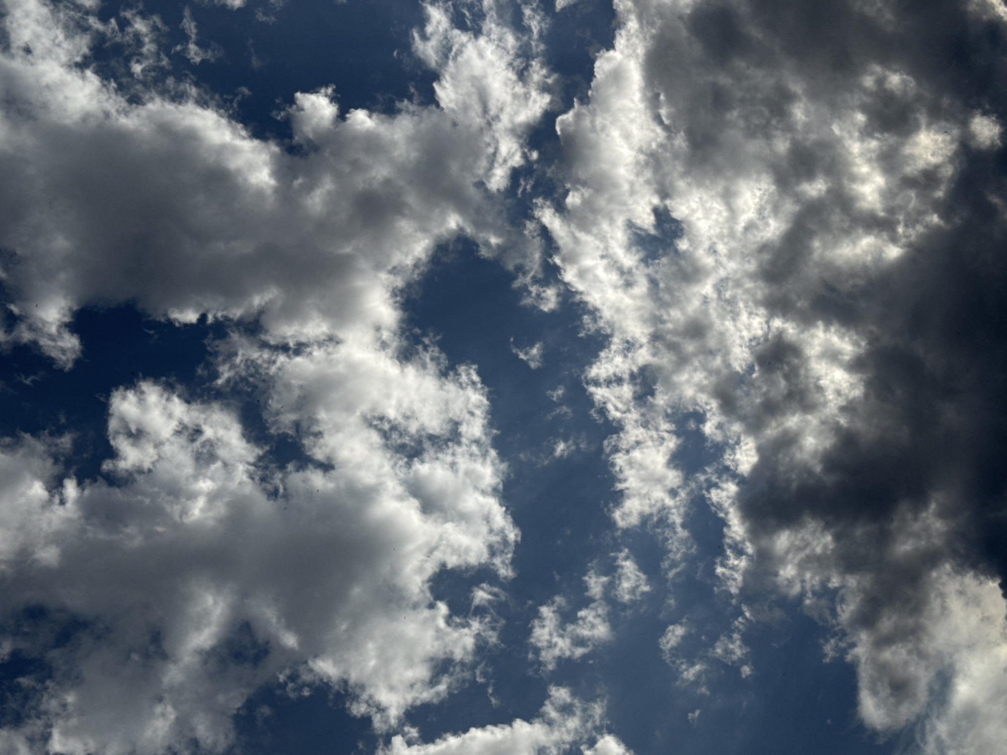 A skyward view captures a dynamic cloudscape above Bishkek, Kyrgyzstan. The image is dominated by a deep blue sky peeking through a dense arrangement of cumulus clouds. Some clouds are brightly illuminated by sunlight, appearing white and fluffy, while others are darker and more ominous, casting shadows. The textures range from wispy and ethereal to heavy and substantial. Several small, dark specks, likely birds, are scattered throughout the sky, adding a sense of scale and movement. The lighting suggests it is daytime, with the sun positioned at an angle that creates strong contrasts between the illuminated and shadowed parts of the clouds.