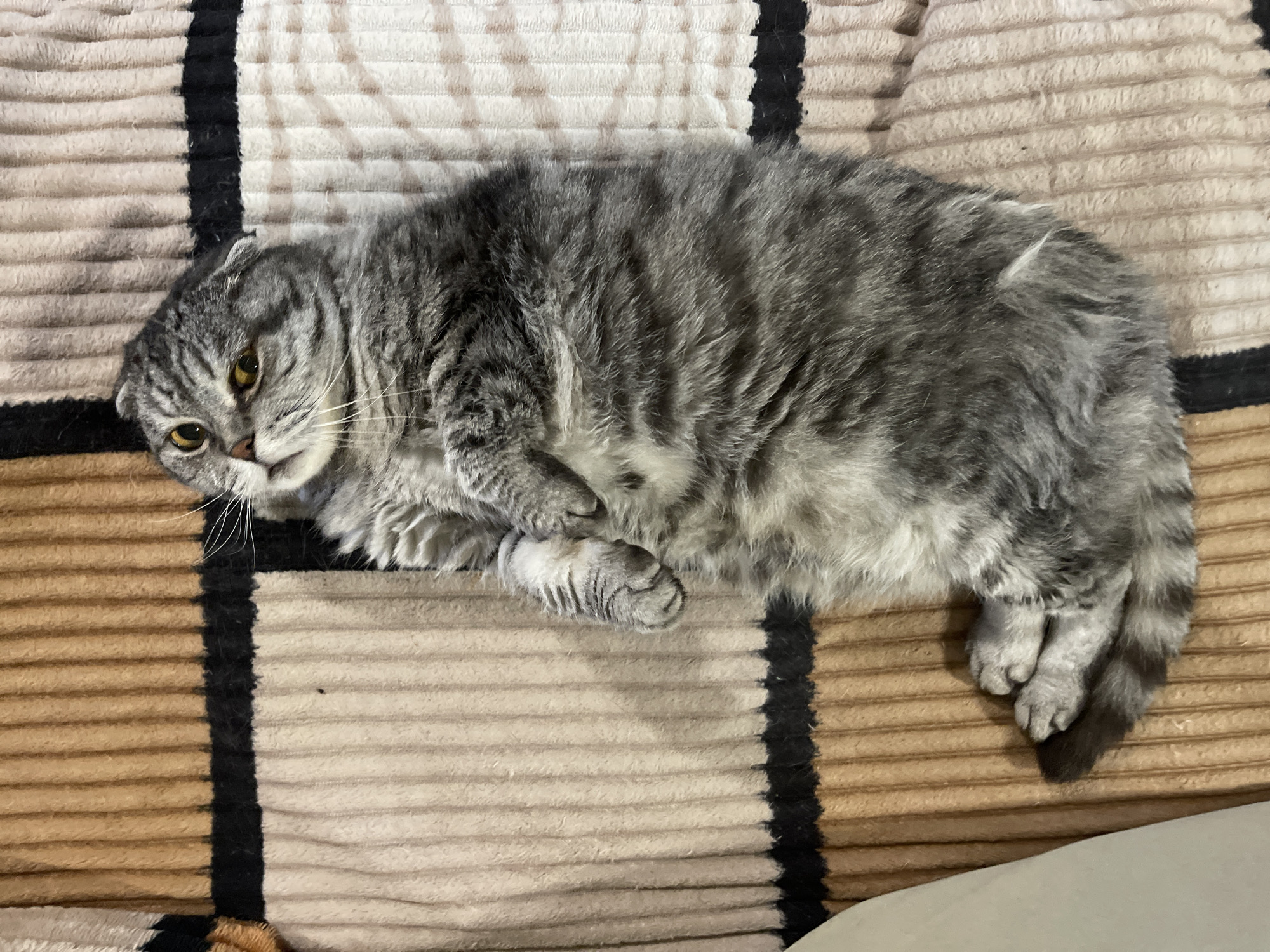 A Scottish Fold cat with gray tabby markings lies on its back on a brown and beige striped blanket. The cat's eyes are open and looking upwards. Its paws are tucked towards its chest, and its tail is curled around its body. The blanket appears to be made of a soft, plush material.