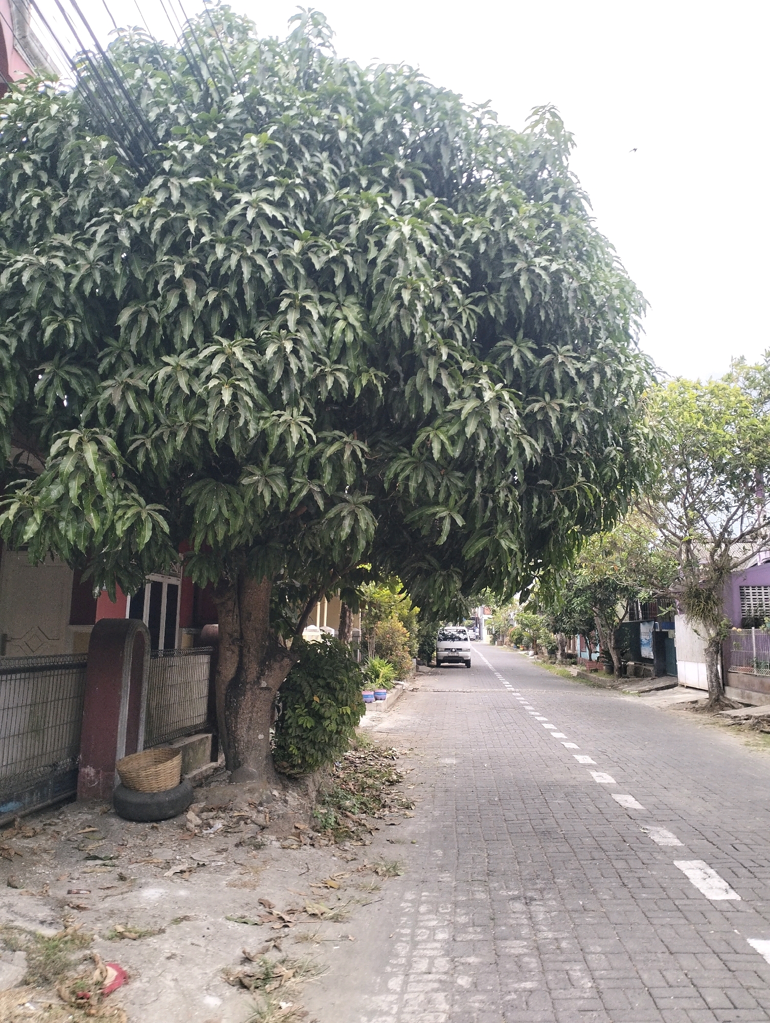 The image depicts a street scene in Kembaran, Indonesia, characterized by a large mango tree dominating the foreground on the left. The tree's dense foliage casts shadows, obscuring part of a house visible behind it. A metal fence runs along the property line, separating it from the street. On the sidewalk near the tree's base, a woven basket sits atop an old tire.
The street itself is paved with dark gray interlocking bricks, with a dashed white line marking the center. A silver minivan is parked on the right side of the street, further down, partially obscured by the mango tree. The street is lined with other houses and trees, suggesting a residential neighborhood. The sky is overcast, indicating a cloudy day. The overall impression is a quiet, everyday street in a tropical or subtropical urban environment.