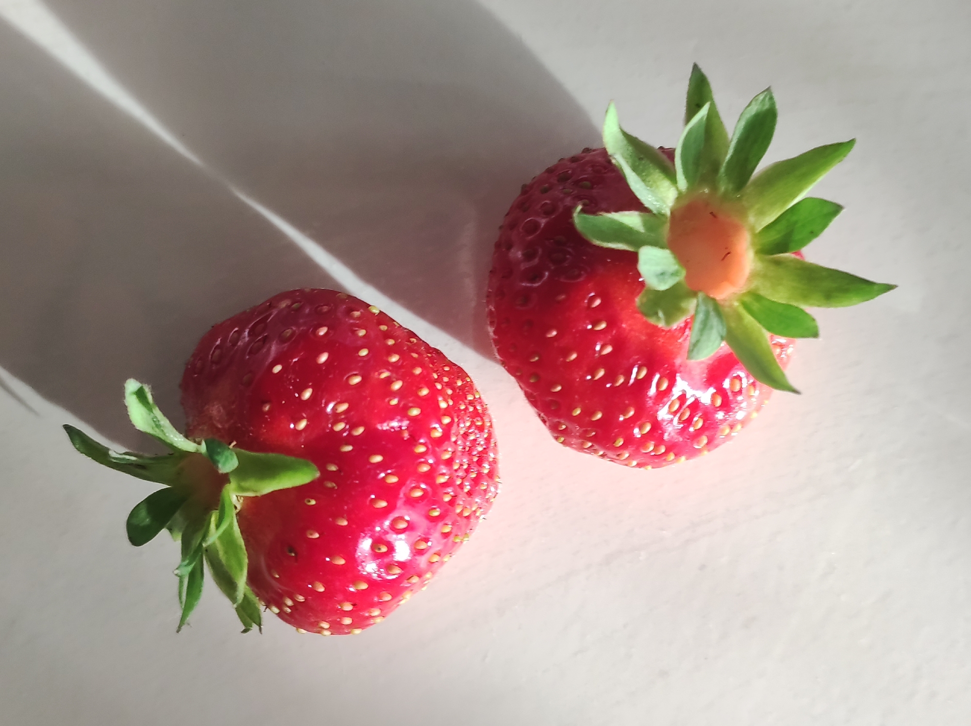 Two ripe strawberries are artfully arranged on a light-colored, textured surface, possibly a table or countertop. The strawberries are a vibrant red, speckled with tiny yellow seeds that add to their natural appeal. Each strawberry is topped with a crown of green leaves, with one strawberry featuring a more prominent and intricate arrangement of these leaves, hinting at its freshness.
The scene is illuminated by natural light, casting long, soft shadows across the surface. These shadows, stretching diagonally from the upper left to the lower right, suggest the time of day might be late morning or early afternoon when the sun is at a particular angle. The lighting creates a sense of depth and highlights the glossy texture of the strawberries.
There are no people or animals visible in the image. The focus is solely on the simple beauty of the two fruits. The background is plain and uncluttered, allowing the strawberries to be the main subjects. The setting appears to be indoors, given the controlled lighting and shadows, but the overall impression is one of natural simplicity, perhaps a kitchen or a dining area where the strawberries have been placed for a photograph.
No text is visible in the image. The mood is peaceful and serene, celebrating the simple pleasure of fresh fruit. The location context of Foky, Russia, doesn't provide specific visual cues within the image itself, but it grounds the observation in a geographical setting.
