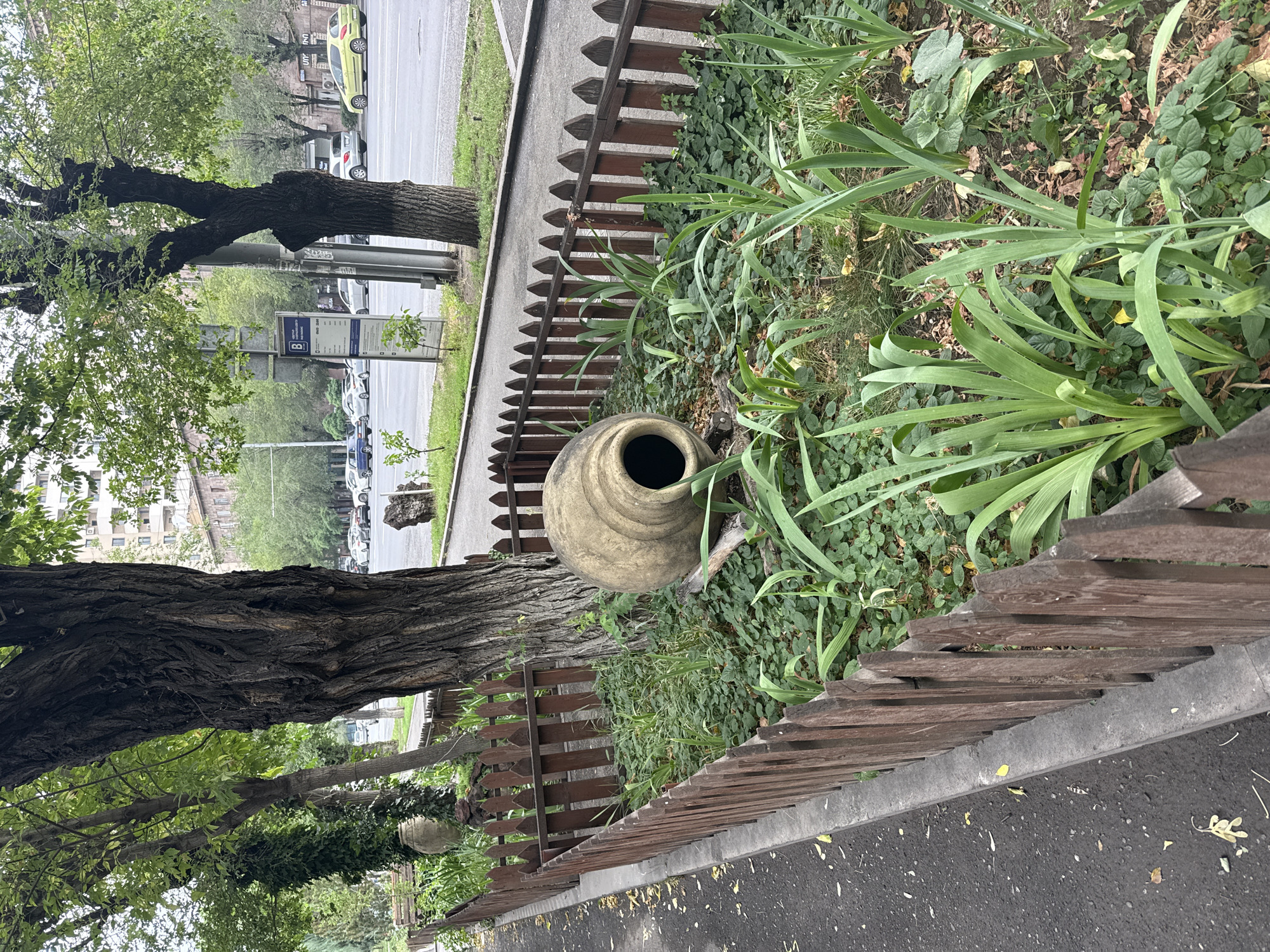In Yerevan, Armenia, a low, dark wooden picket fence encloses a small garden bed adjacent to a paved walkway and roadway. The garden contains lush green ground cover and several tall, sword-shaped green plants. A large, pale terracotta-colored jug with a wide opening lies on its side within the garden, partially obscured by the plants. A thick tree trunk stands prominently in the background, its bark rough and dark. Beyond the fence and trees, a street is visible with several cars and buildings. The sky is overcast.
