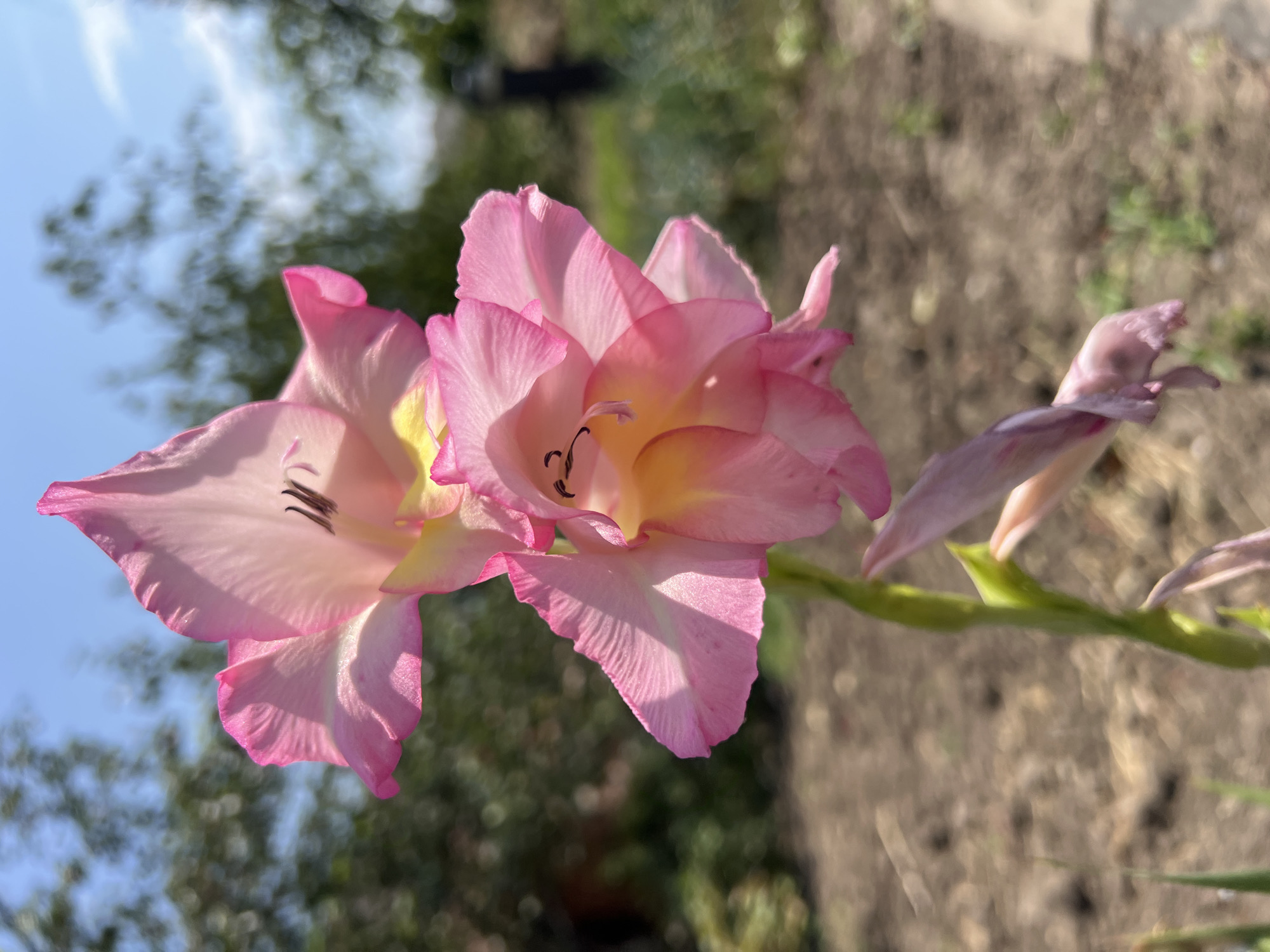 The image displays a close-up, vertical shot of two vibrant pink gladiolus flowers in bloom, with several more buds visible further down the stem. The flowers are detailed, showcasing their delicate, ruffled petals and dark stamen. The background is a softly blurred garden scene with green foliage and a bright blue sky. The ground appears to be dry soil with sparse vegetation. The lighting suggests it is daytime, with sunlight illuminating the flowers. The image was captured in Ust-Labinsk, Russia.