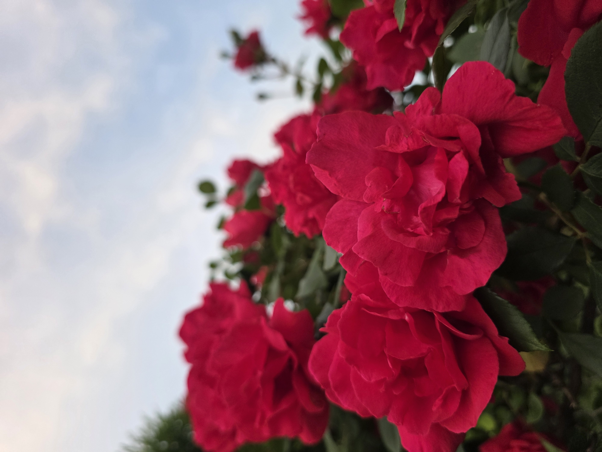 A close-up, low-angle shot of vibrant red roses blooming outdoors against a pale blue sky with scattered white clouds. The roses, with their layered petals, are the primary subjects, filling most of the frame. Their deep red color is rich and saturated, and the petals appear soft and delicate. Dark green leaves are visible beneath and around the blossoms, providing a contrasting backdrop. The lighting suggests it is daytime, possibly late afternoon or early morning, with a soft, diffused quality. There are no people or man-made structures visible in the image. The overall impression is one of natural beauty and floral abundance. This scene is likely from a garden or park in Dolishte, Bulgaria, where the roses are in full bloom under a clear sky.