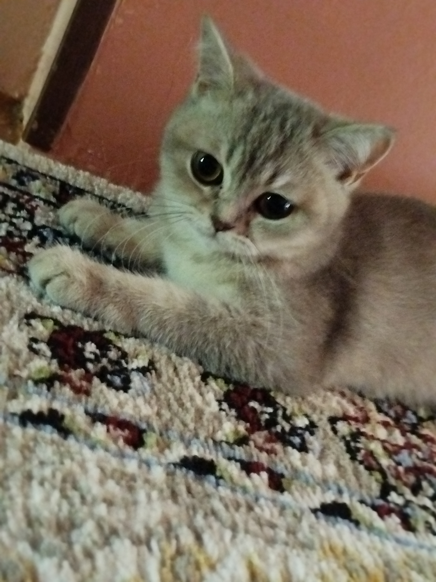 A close-up, eye-level, medium shot captures a fluffy, light-colored kitten with dark eyes lying on a patterned rug. The kitten's head is turned slightly towards the viewer, and its left paw is extended forward, resting on the rug. The background consists of a reddish-brown wall. The overall lighting is dim, suggesting an indoor setting. The rug has a textured surface with a repeating pattern of dark and light-colored shapes.