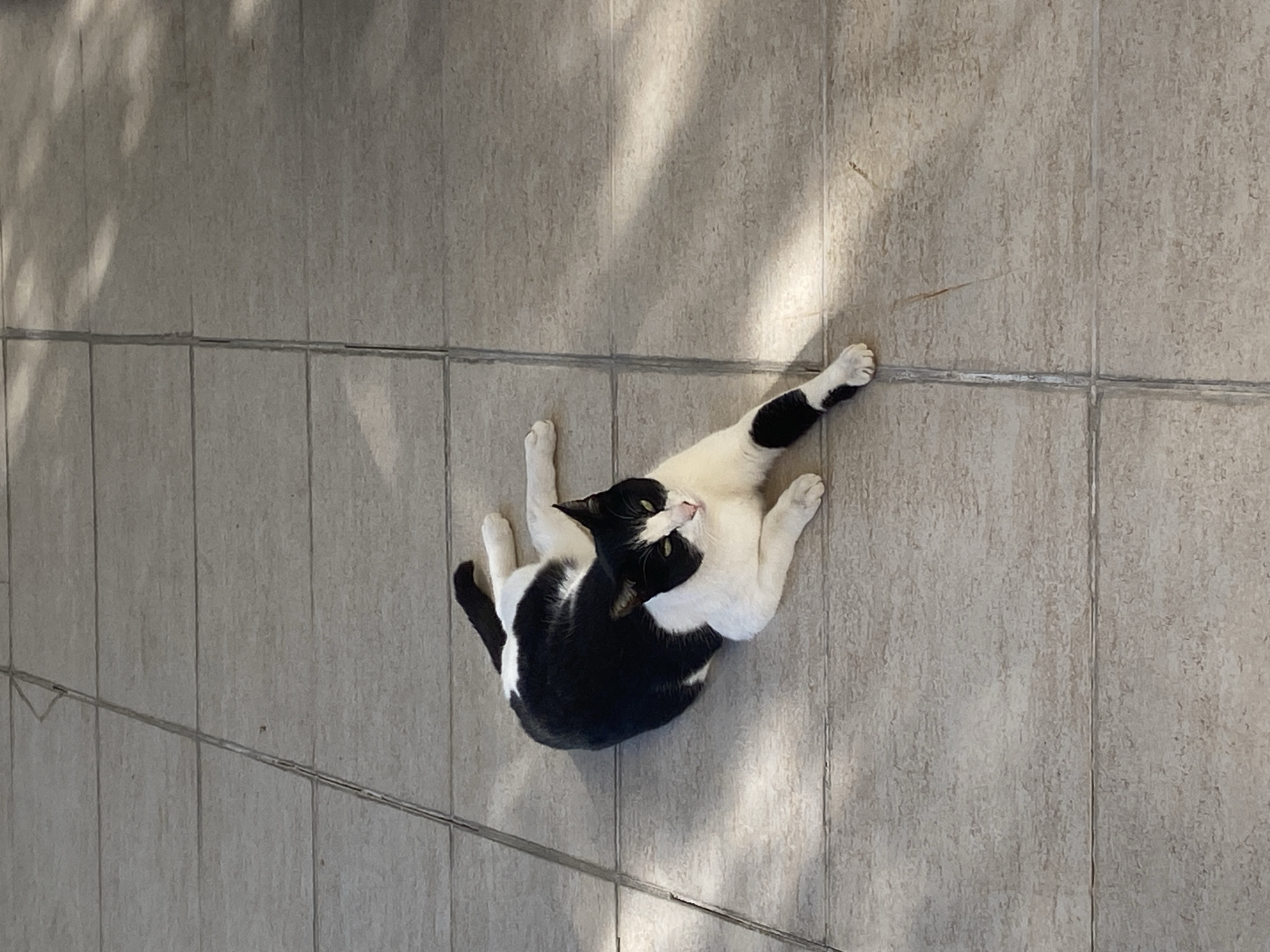 A black and white cat is lying on a light gray tile surface. The cat is positioned towards the upper right of the frame, with its hind legs stretched out towards the top right corner. The cat's head is turned towards the left, and its body is curved. The tile surface appears to be a wall or floor. Light patterns are visible on the tile, possibly from sunlight filtering through foliage. The location is Alanya, Turkey.