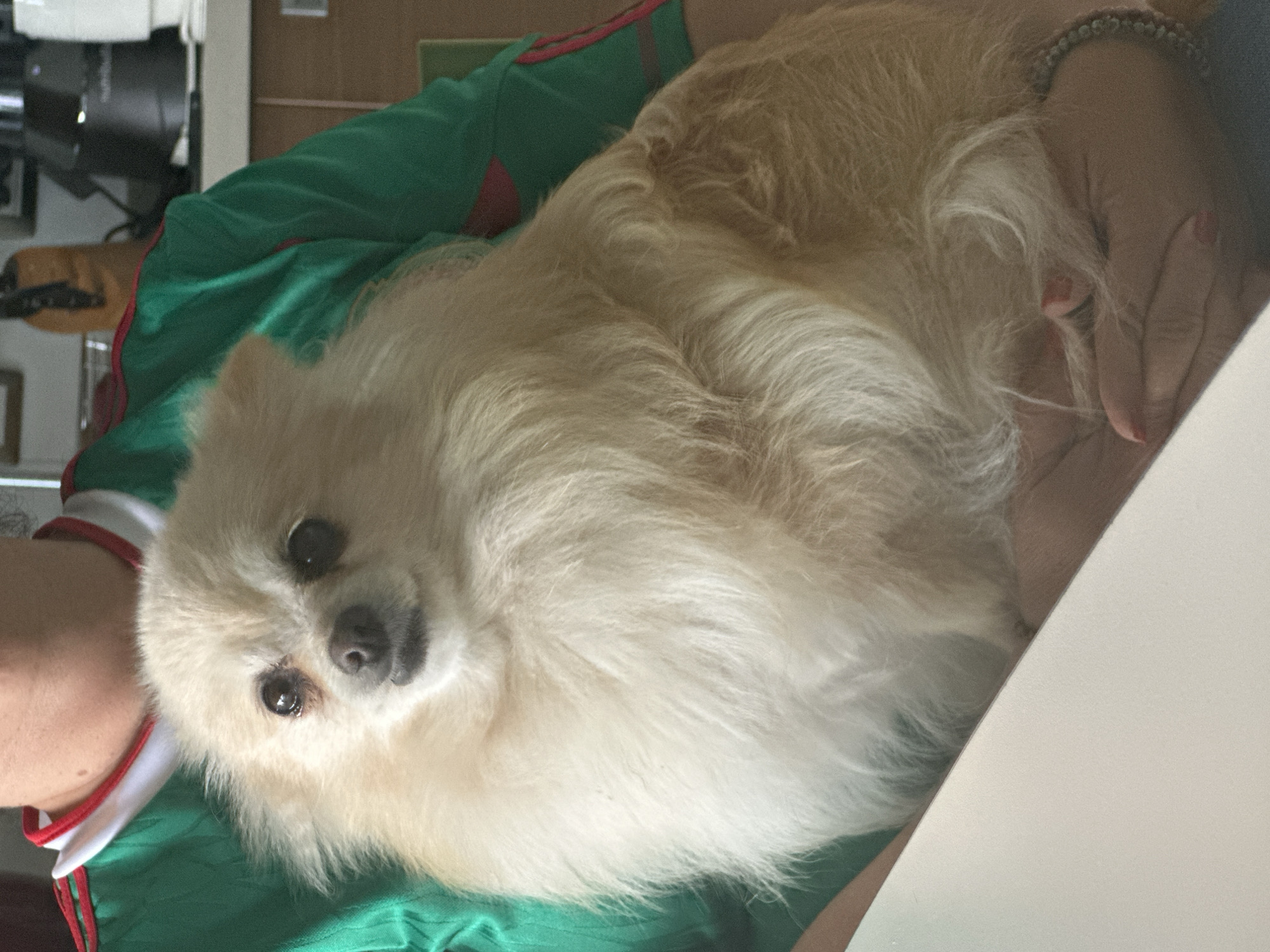 In San Bernardino Tlaxcalancingo, Mexico, a light-colored Pomeranian dog is being held by a person wearing a green shirt with red trim. The dog is fluffy and looking towards the camera with dark eyes. The person's arms are visible, and they are wearing a beaded bracelet on their wrist. A white table is in the foreground. The background shows kitchen elements, including a coffee maker and cabinets.