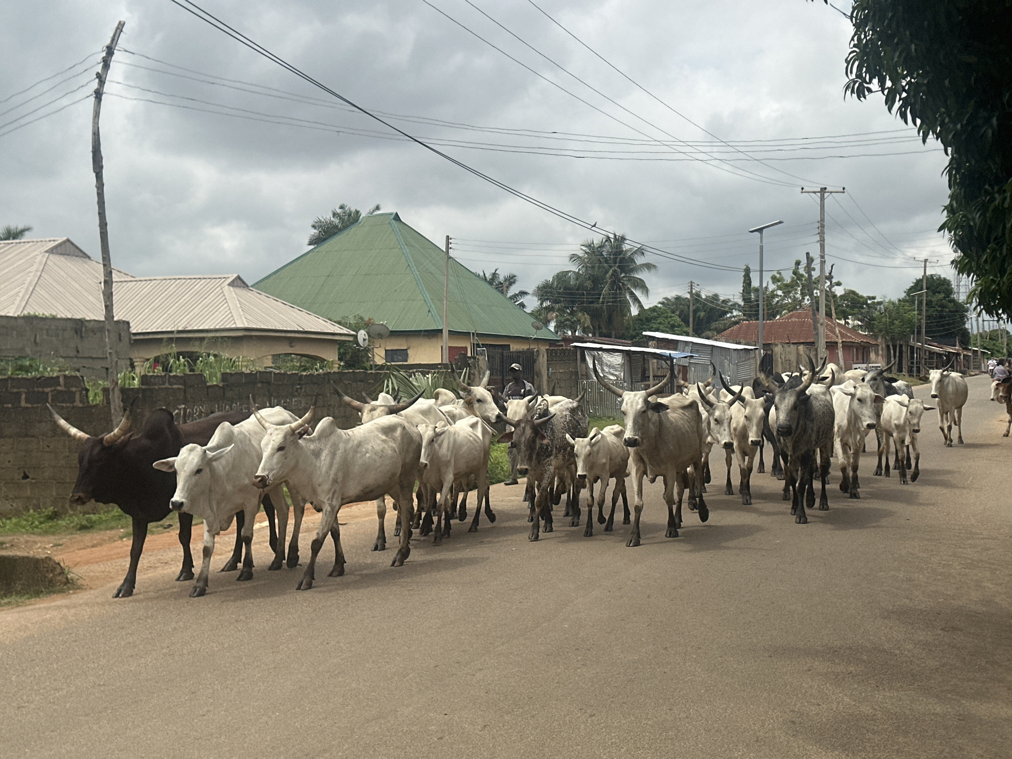 A herd of cattle walks down a paved road in the city of Akwanga, Nigeria. The cattle are mostly white or light-colored with some darker ones mixed in. They are led by a person partially visible in the background. Buildings with corrugated metal roofs are visible on either side of the road, as are power lines and utility poles. The sky is overcast with heavy clouds. The scene appears to be a typical day in a Nigerian city with livestock integrated into the urban landscape.