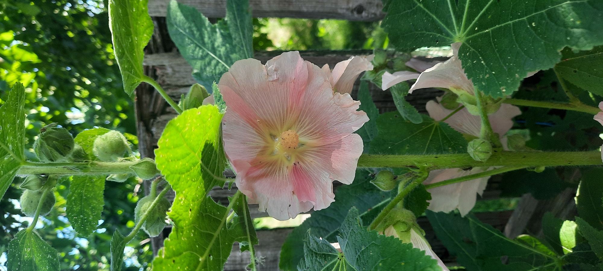 This image captures a close-up view of several light pink hollyhocks in bloom, set against a backdrop of lush green foliage and a rustic wooden fence. The focus is on a prominent hollyhock flower in the center, its delicate petals displaying subtle variations in color, ranging from pale pink to a soft yellow at the center. Radial lines of darker pink extend from the stamen, adding depth and character to the bloom.
Surrounding the main flower are other hollyhocks, some in full bloom and others as unopened buds, showcasing the plant's growth cycle. The leaves are large and deeply veined, with a slightly fuzzy texture, and some show signs of being nibbled by insects. Small green buds are visible along the thick, hairy stem.
In the upper left corner, a small insect, possibly a fly, is perched on one of the buds. The background is a soft blur of green from trees and sunlight filtering through the leaves, suggesting it is daytime, likely morning or afternoon, with pleasant weather. The wooden fence, constructed from weathered planks, provides a natural, garden-like setting. The overall impression is one of natural beauty and the vibrant life of a garden in bloom. No text is visible in the image. The context provided indicates this scene is located in Broska, Ukraine.
