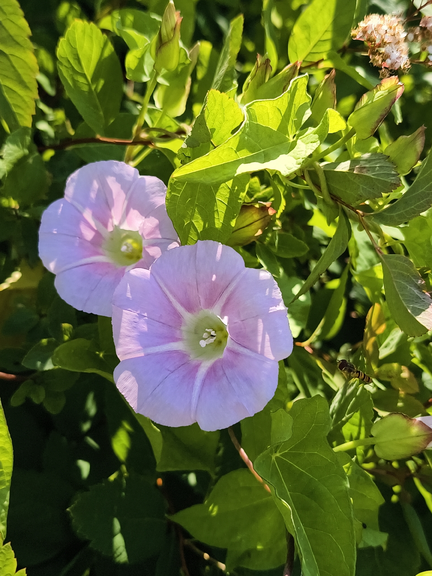 In the city of Mjölby, Sweden, two light purple bindweed flowers are in bloom, with prominent white centers and veins. Lush green foliage surrounds the flowers, some leaves exhibiting a slight reddish tinge on their edges. A hoverfly is captured in mid-flight to the right of the frame. The scene is illuminated by sunlight, casting shadows on the leaves and highlighting the translucent petals of the flowers.