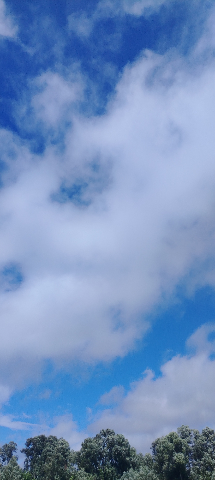 The image shows a cloudy blue sky above a line of trees. The trees are dense and green, with some lighter-colored foliage interspersed. The sky is mostly filled with white, fluffy clouds, with patches of clear blue sky visible. The image is taken from a low angle, looking up at the sky. The scene appears to be a natural outdoor environment, possibly a park or a forest edge. There are no people or man-made objects visible in the image. The lighting suggests it is daytime. There is no information available about the location in the city of Svietlahorsk, Belarus.