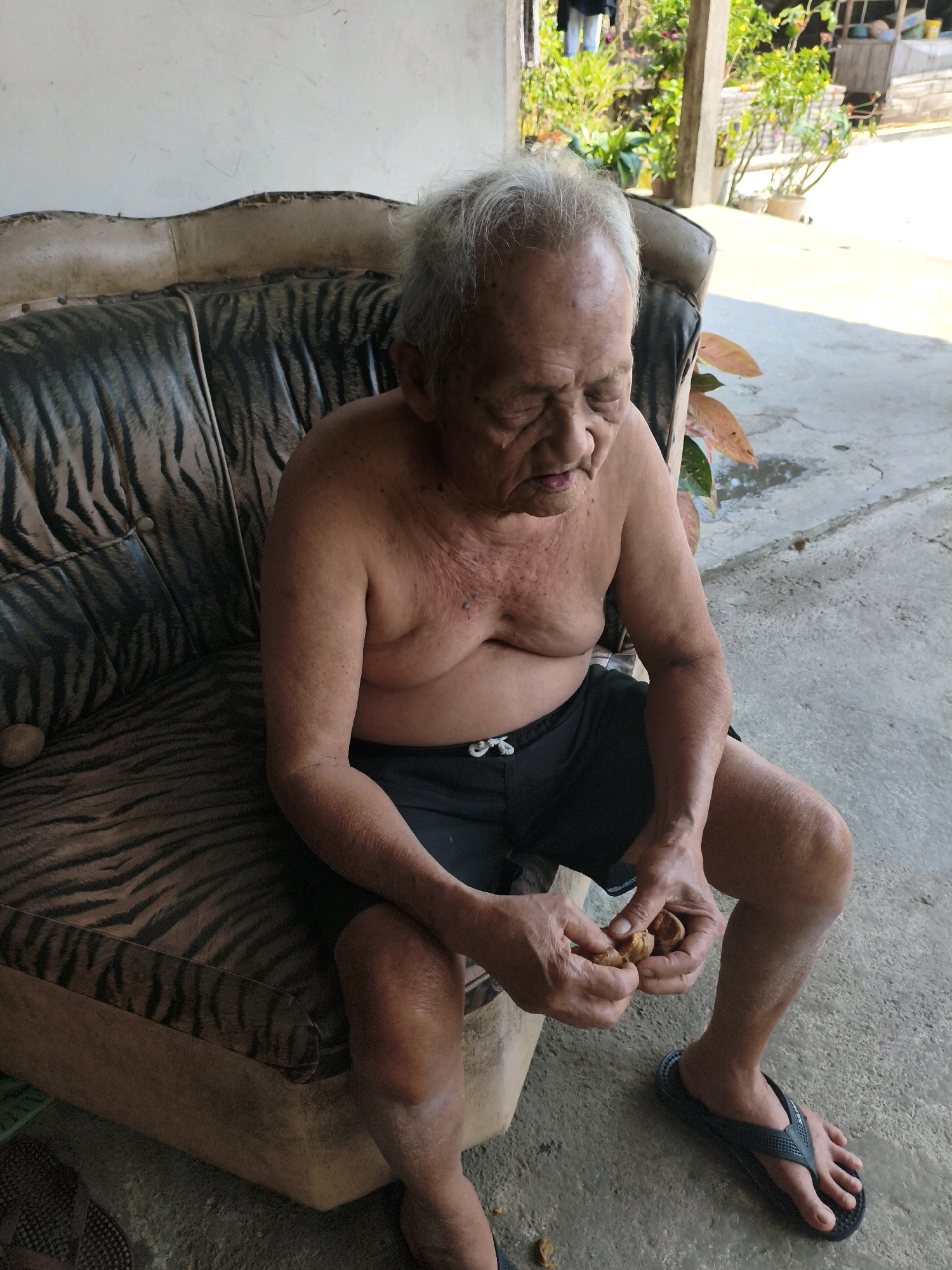 An elderly man with graying hair is sitting shirtless on a tiger-striped couch, wearing black shorts and dark flip-flops. He is holding some small, brown objects in his hands and appears to be examining them. The couch is positioned on a concrete floor, with a wall and some greenery visible in the background. The scene suggests an outdoor or semi-outdoor setting, likely in a residential area.