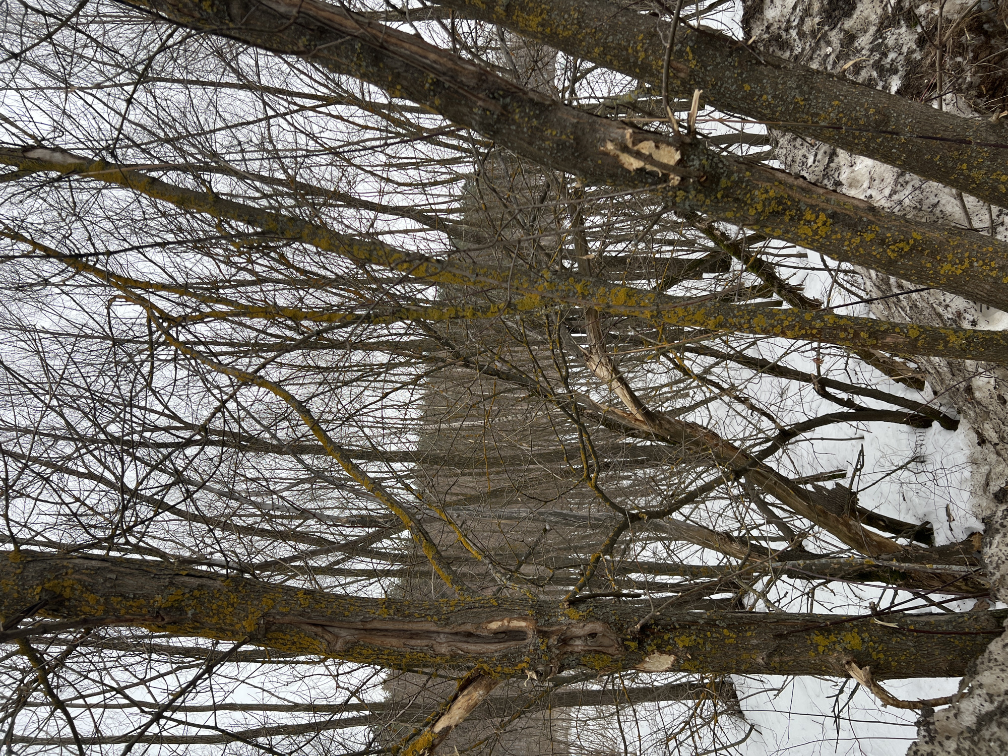 The image depicts a dense, deciduous wooded area during winter in an unspecified location within Unknown, Unknown. Snow covers the uneven ground, with patches of darker, soiled snow and debris visible, particularly a mound in the foreground right. Numerous bare trees, primarily with brown-grey bark, exhibit extensive yellow-green lichen growth on their trunks and branches. Several trees show significant damage: one prominent tree on the left features a large vertical hollow or split exposing lighter wood, with a broken branch extending leftward. Other trees throughout the scene display splintered wood and snapped branches, some partially hanging. The sky is overcast and light grey, visible through the intricate network of bare branches, which form a dense canopy. No people, animals, or artificial structures are present.