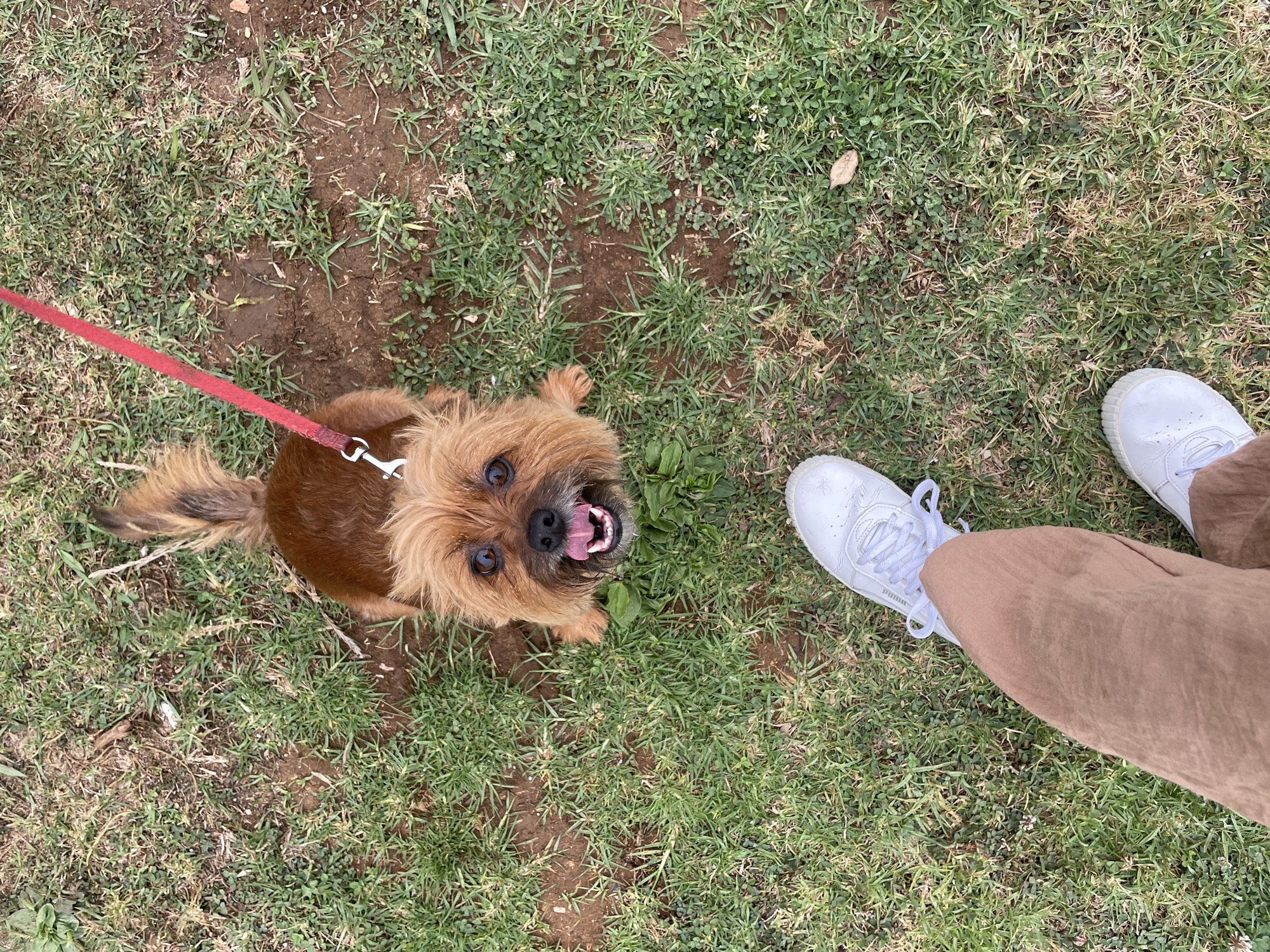 A high-angle, top-down view captures a small, reddish-brown, shaggy-haired dog with dark eyes and an open mouth, revealing its tongue and lower teeth, looking directly upward. The dog is on a red leash, which extends upwards out of frame to the left. Its front paws are visible on a patch of sparse green grass and brown earth. In the foreground, the lower legs and feet of a person are visible, wearing light brown trousers and white sneakers. The right leg and foot are more prominent, positioned slightly ahead of the partially visible left foot. The ground consists of uneven green grass with numerous exposed patches of dark brown soil. The scene is outdoors in an unknown city and unknown location, illuminated by natural daylight.