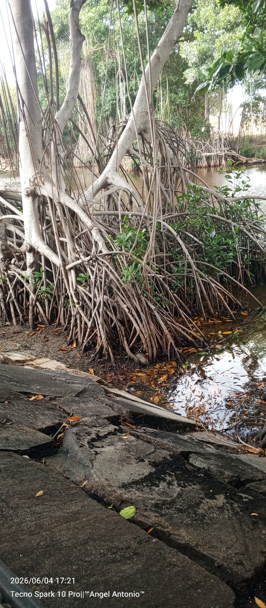 The image displays a dense, natural riverine or coastal environment, likely a mangrove ecosystem in Pedro González, Venezuela. The foreground consists of a dark, uneven path or embankment made of large, flat, greyish-black stones, on which a few dry leaves are scattered.
The central and middle ground are dominated by several large trees with smooth, light grey trunks and an intricate network of aerial prop roots. These numerous, gnarled roots, varying in thickness and brown in color, extend from the tree trunks downwards, some reaching into the dark body of water on the right. Clusters of vibrant green foliage are interspersed among the roots, suggesting new growth.
The calm water reflects the overhead sky and surrounding vegetation, and its surface is adorned with fallen leaves. In the background, a thick expanse of green forest creates a lush backdrop. No people or specific activities are visible, presenting a serene and untouched natural scene.
Visible text in the bottom left corner indicates the capture details: "2026/06/04 17:21" and "Tecno Spark 10 Pro||™Angel Antonio™", suggesting the image was taken in the late afternoon. The overall impression is one of dense, resilient tropical vegetation adapted to its aquatic environment.