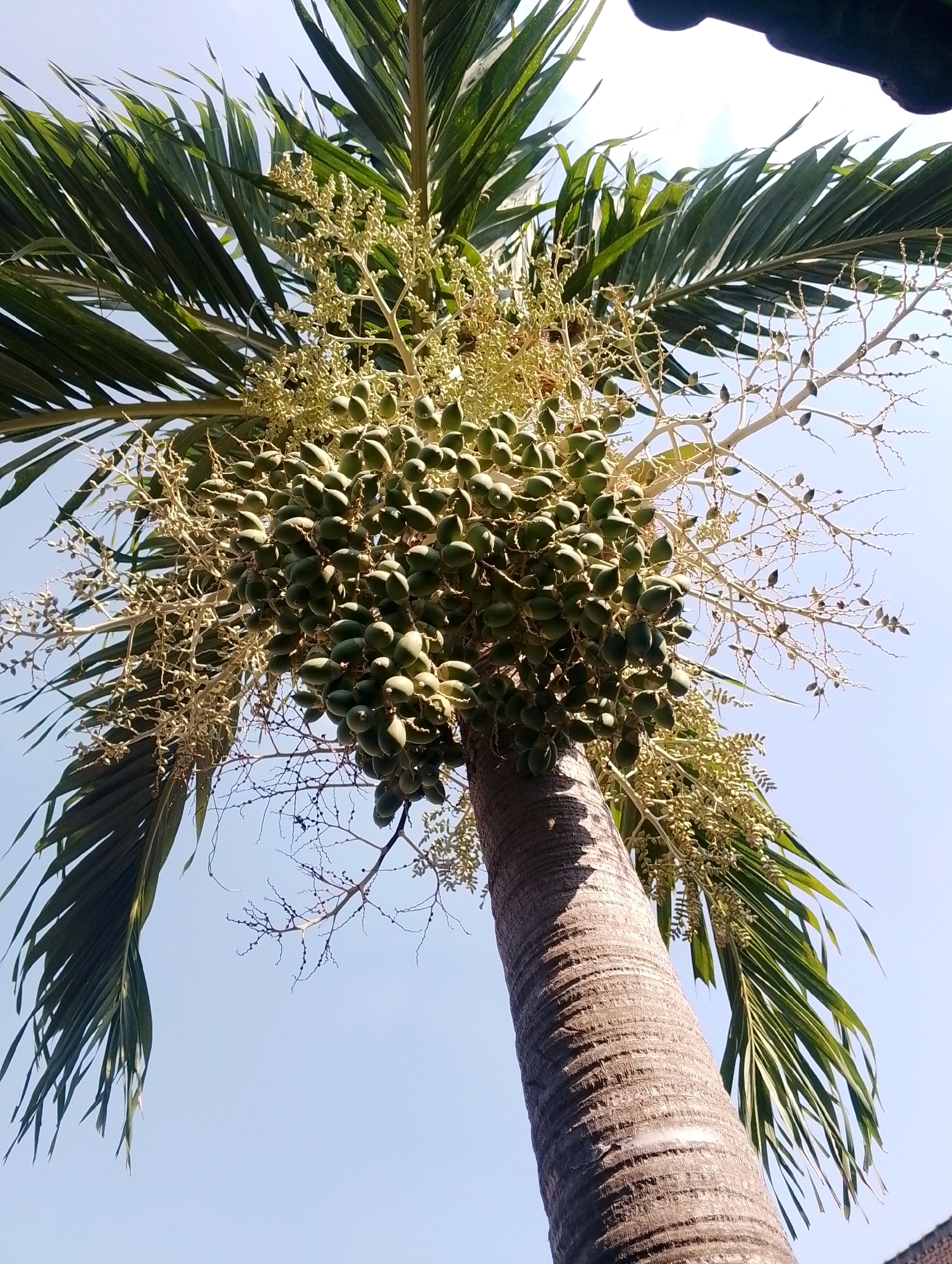 The image shows a close-up, upward-looking view of a palm tree trunk and its fronds against a clear blue sky. The trunk is rough and textured with prominent horizontal striations. Clusters of unripe, green palm fruit hang from the top of the trunk, interspersed with delicate, branching inflorescences. The palm fronds are long and slender, fanning out from the top of the tree. The scene is set outdoors, likely in a tropical or subtropical environment, given the presence of the palm tree. The overall impression is one of natural growth and the bounty of the palm tree.