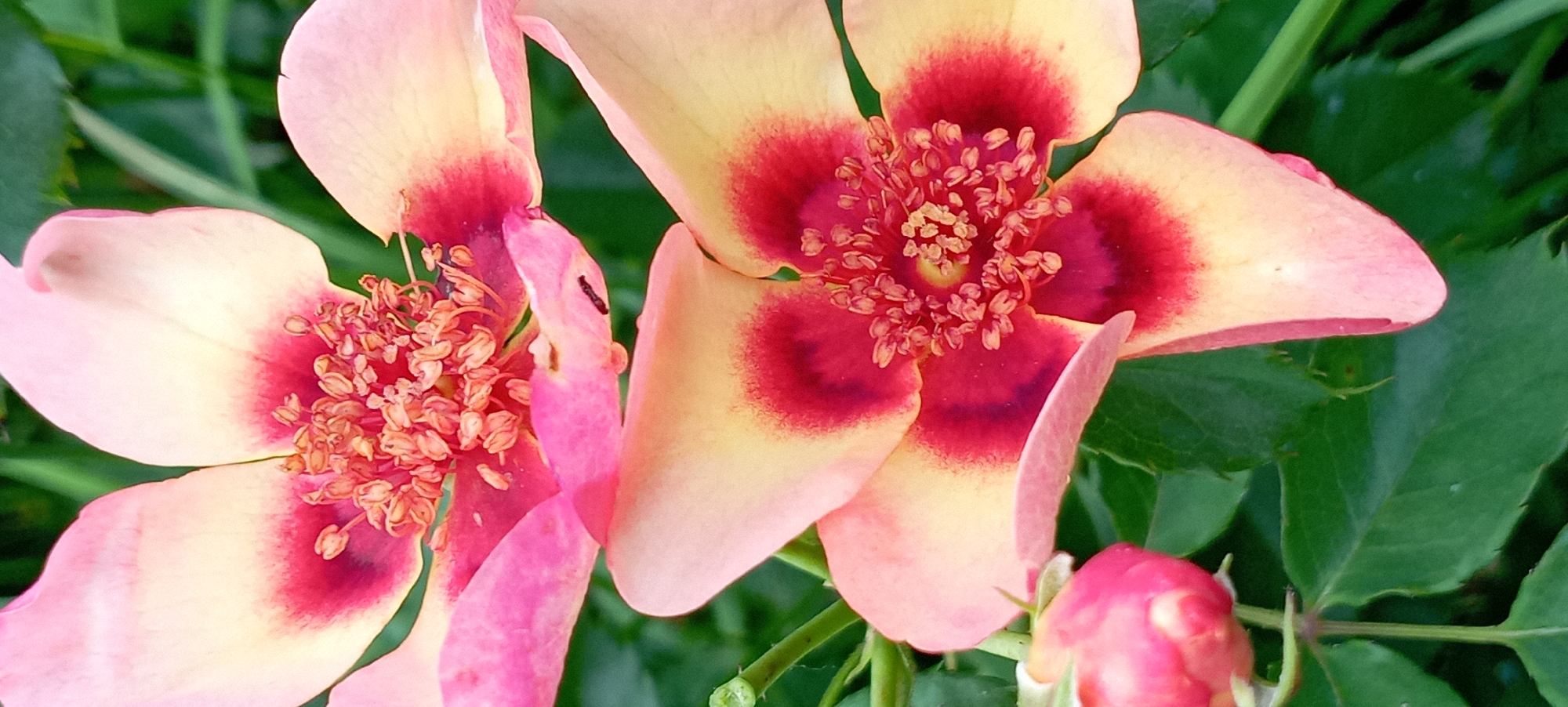 The image shows a close-up of two pink and yellow roses with red centers. The roses are in full bloom, and their petals are delicate and layered. The stamens in the center of the flowers are a vibrant orange color. The background is a blur of green leaves and stems, suggesting an outdoor setting. There is also a small pink rosebud in the lower left corner of the image. The lighting is soft and natural, highlighting the vibrant colors of the roses. The scene is serene and beautiful, evoking a sense of nature's artistry. This image was taken in Radisne, Ukraine.