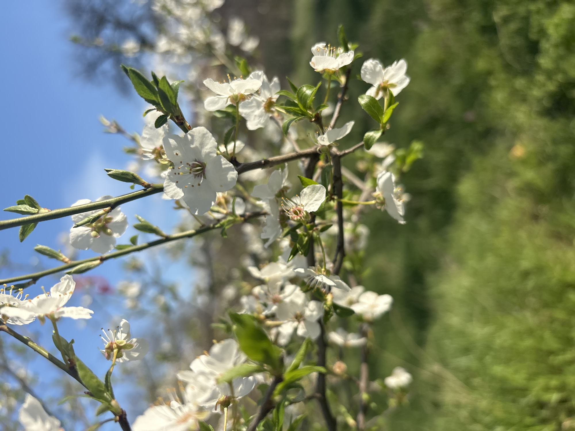The image shows a close-up of flowering tree branches against a background of blue sky and blurred greenery. The flowers are small and white with visible stamens. Green leaves are interspersed among the blossoms. The branches are thin and brown. The background is out of focus, but suggests a natural setting with grass and possibly trees. The location is undetermined, there is not enough information to determine if it is in Sofia, Bulgaria.