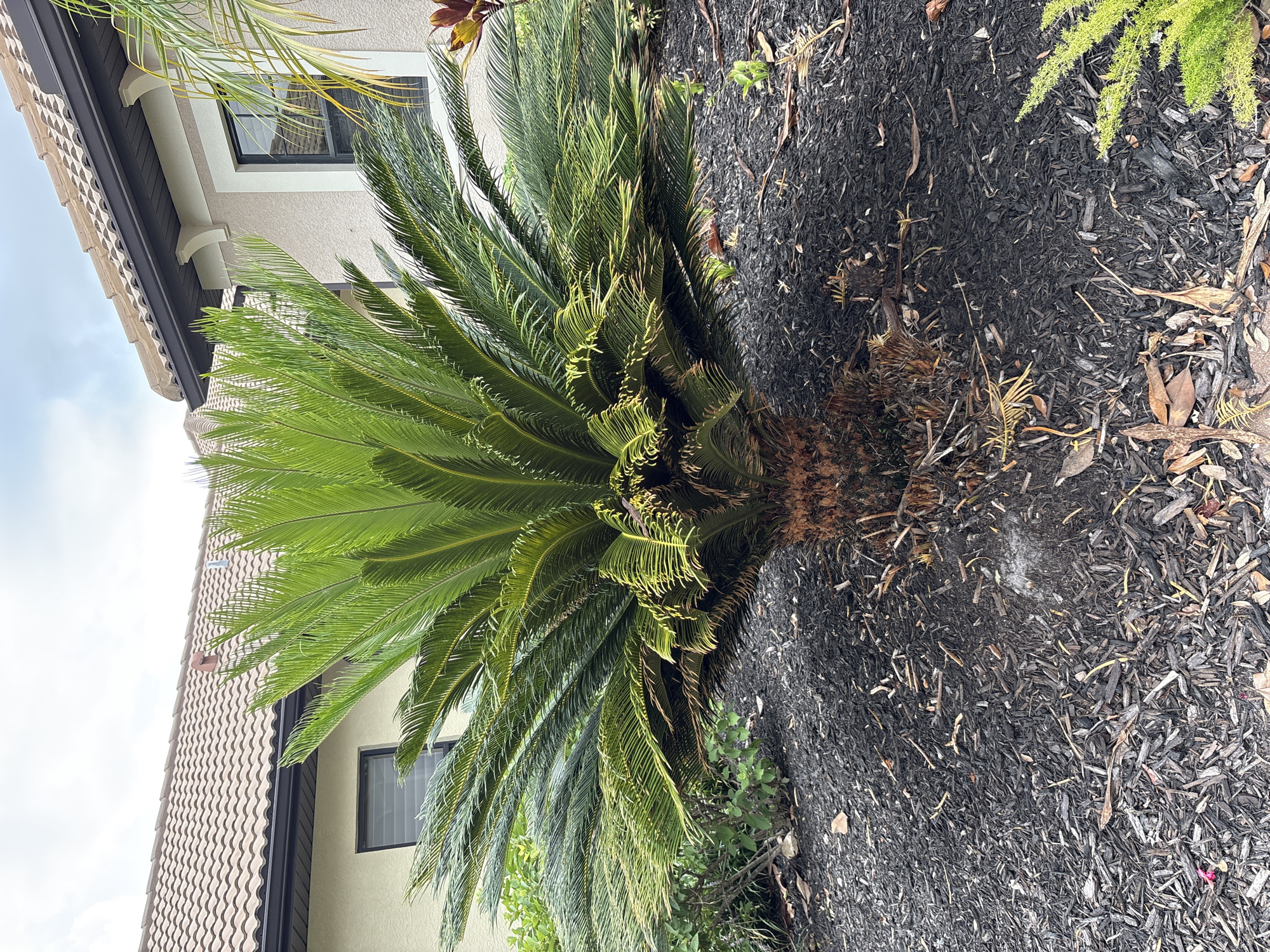 A sago palm tree is planted in a bed of dark mulch in front of a residential building in Lakewood Ranch, Florida. The tree has a thick, brown trunk and a dense crown of glossy green, feathery fronds. The mulch is composed of shredded wood and bark, with some scattered leaves and debris. Behind the tree, a portion of a beige stucco house is visible, featuring a tiled roof, dark-framed windows, and white decorative trim. The sky above is overcast with gray clouds.