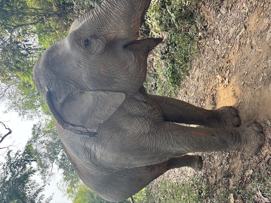 An adult Asian elephant stands on a dirt path amidst dense jungle foliage in Ban Hua Thung, Thailand. The elephant, oriented with its right flank visible, is facing slightly right with its head angled forward. Its skin is grey, heavily wrinkled, and appears dry, with some dirt or dust accumulation. Its mouth is slightly agape, revealing a dark oral cavity. The right ear is large and partially obscures the shoulder. A faint, reddish-orange vertical mark is present on the front right leg. The ground is an unpaved earthen path covered with scattered dry leaves and small patches of green undergrowth. To the right of the elephant, the vegetation is thicker with various green plants and small shrubs. In the background, numerous trees with green leaves rise against a bright, hazy sky. No other subjects or objects are visible. The scene is illuminated by natural daylight.