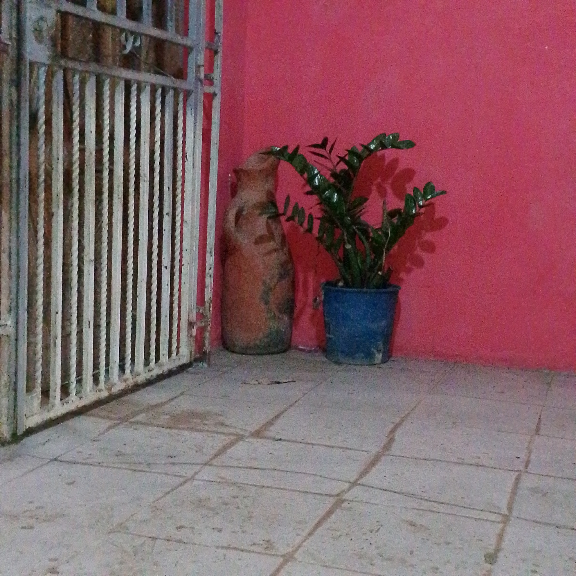 The image shows an exterior corner in Altagracia, Venezuela. A weathered white metal gate with vertical bars stands on the left, partially obscuring a reddish-brown background. Next to the gate, an aged terracotta vase sits on a tiled floor. To the right of the vase, a potted ZZ plant in a blue plastic pot is positioned against a pink painted wall. The tiled floor is a neutral gray. There are no people visible.