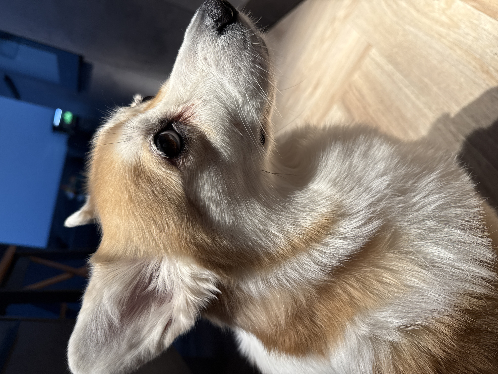 A close-up shot captures the head and upper body of a tan and white dog, likely a Corgi, looking upwards and to its right. The dog's eye is visible, dark and alert, focused off-camera. Its nose is pointed towards the top edge of the frame, and its furry ear is partially visible on the left. The dog's fur displays a clear pattern of white and warm tan-orange patches, highlighted by strong, directional sunlight. Individual hairs are clearly discernible, showing the texture of its coat.
The background is divided into a brightly lit, light-colored wooden surface, possibly a floor with a herringbone pattern, on the right, and a darker, blurred, blue-toned area on the left, which appears to be an indoor space with indistinct shapes and faint out-of-focus lights. The presence of direct sunlight and sharp shadows suggests an indoor setting during a sunny day, likely morning or late afternoon. The dog appears curious and engaged with something above or to its side. No text is visible in the image. The location context for this media file is Krasnoyarsk, Russia.
