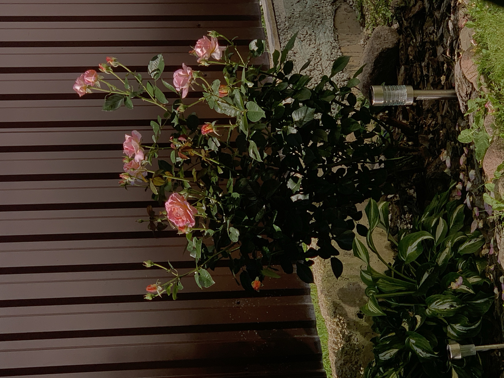 The image depicts a rose bush with several pink roses and buds, set against a brown, corrugated metal fence. In the foreground, a hosta plant with variegated leaves is visible, along with scattered rose petals. Two solar-powered garden lights are present: one partially visible on the left, and another more prominent one in the center. The scene appears to be a garden in a residential area, possibly a backyard or a community green space. The lighting suggests it is daytime, with sunlight casting shadows. The location is identified as Minsk, Belarus. There are no people or animals visible in the image. The environment is predominantly natural, with a focus on flora and garden elements.