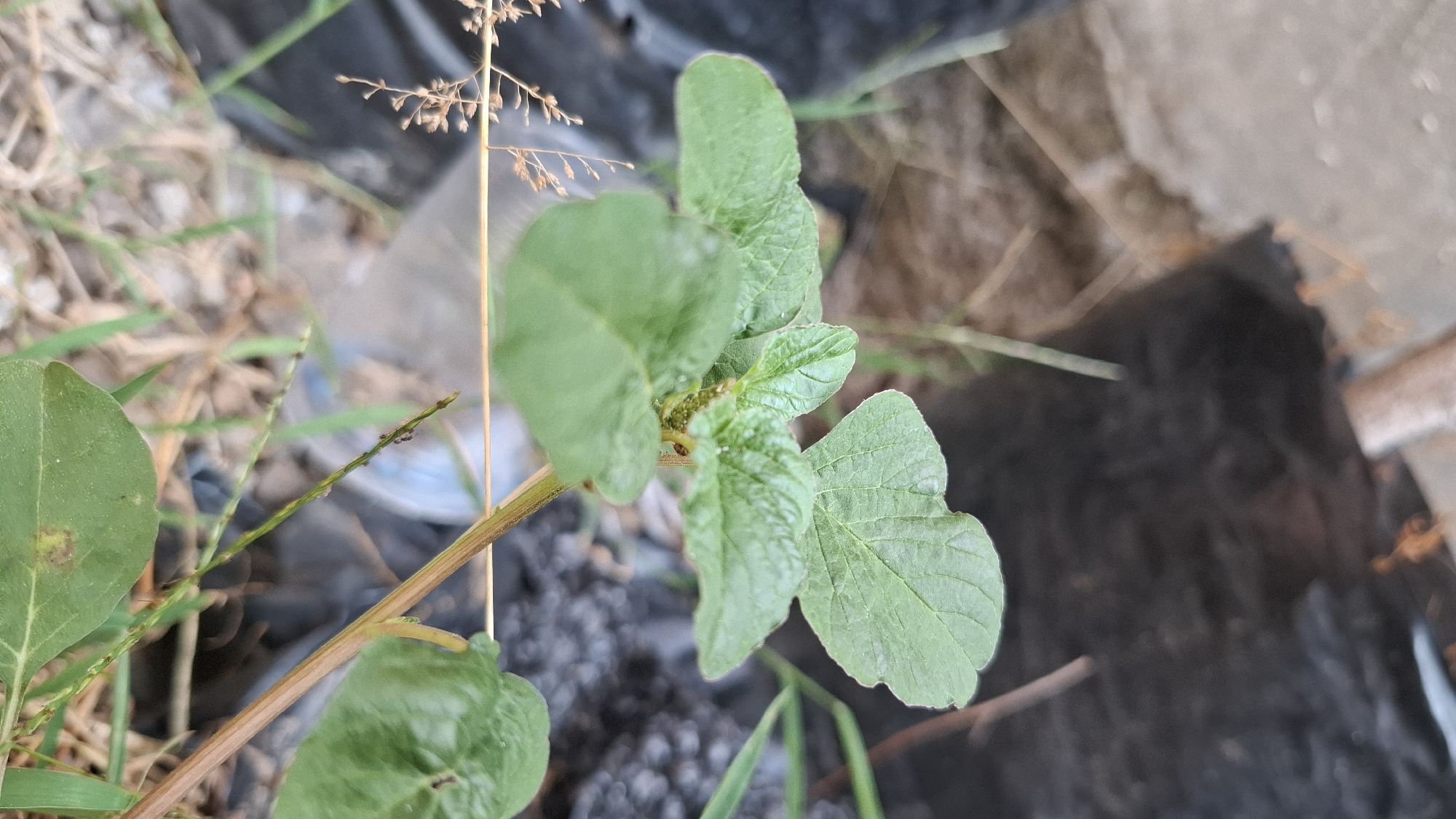 A close-up, vertical, eye-level shot captures a green leafy plant growing outdoors amidst a blurred background of urban debris. The plant's leaves are broad and textured, with a central stem that is reddish-brown and appears woody. Small clusters of what seem to be buds or young leaves are visible near the top of the plant. The background shows a mix of gray concrete, black plastic sheeting, and dry, light brown grasses, suggesting a neglected or developing area within a city. The lighting is natural, with subtle shadows indicating an overcast or diffused light source. The overall impression is one of natural growth reclaiming or existing within a man-made, urban environment. The location is Ciharashas, Indonesia.