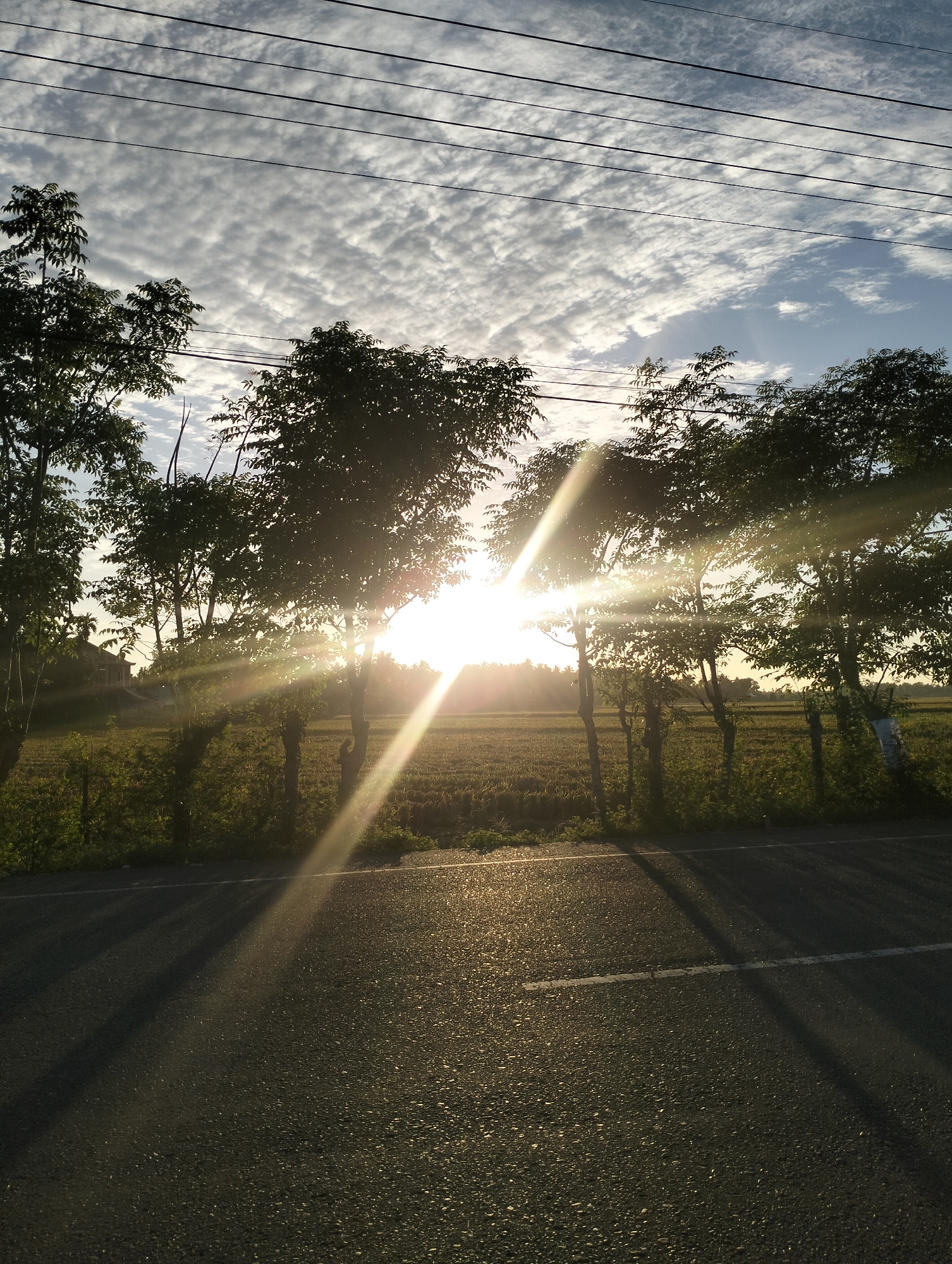 The image captures a sunlit scene in Mee Pangwa, Indonesia. The sun, partially obscured by trees with slender trunks and lush foliage, casts strong rays across a road and a field. The field appears to be filled with vegetation. An asphalt road with a single white line runs in the foreground, and the shadow of the trees is cast across the road. Power lines are visible across the upper portion of the image. The sky is filled with altocumulus clouds. In the distance, there is a house.