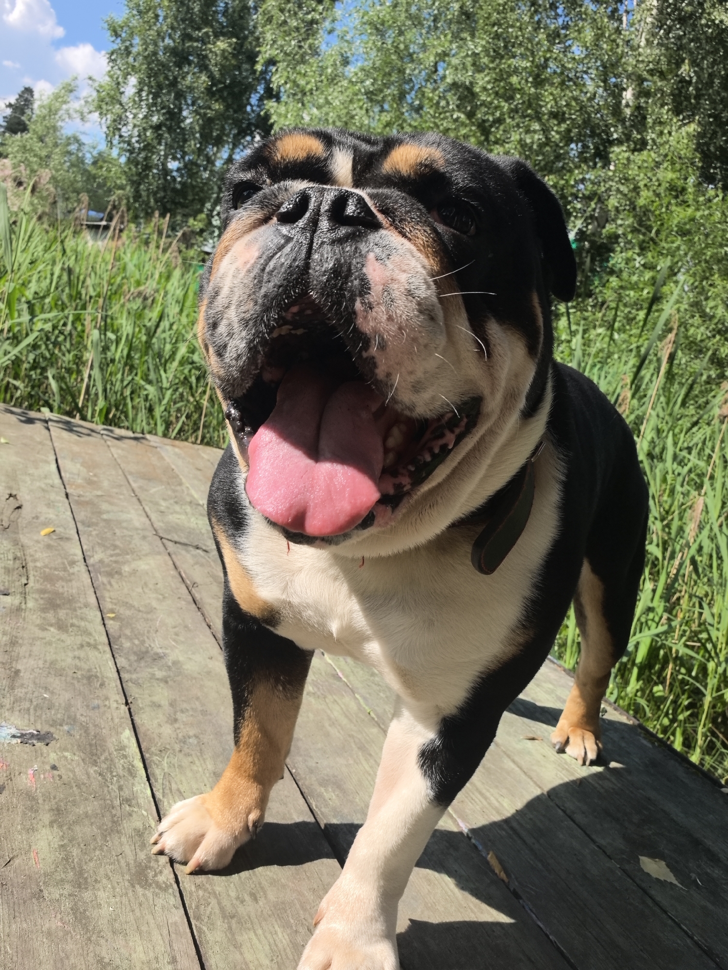 An English Bulldog stands on a weathered wooden surface, its mouth open and tongue extended. The dog has a black, white, and tan coat, with black markings on its face and ears, tan on its legs, and white on its chest and belly. It wears a dark collar. The background is filled with tall green reeds and trees under a blue sky with scattered clouds. The scene appears to be outdoors, possibly in a park or near a body of water. The image is taken from a low angle, looking up at the dog.