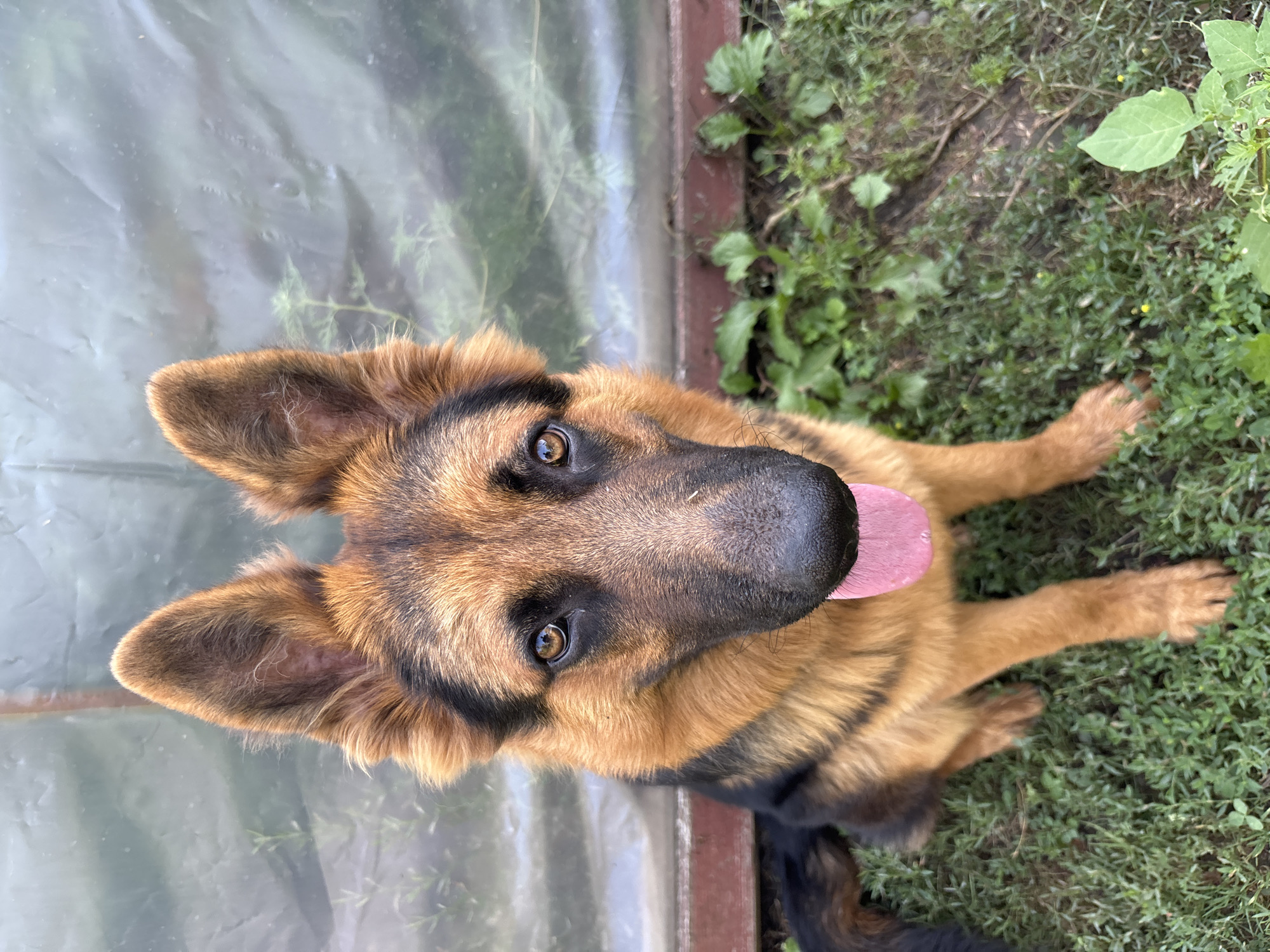 A German Shepherd dog sits on grass in front of a greenhouse. The dog is facing the camera, with its mouth open and tongue hanging out. The dog's fur is brown and black. The greenhouse is made of plastic and has a wooden frame. There are some plants growing in front of the greenhouse. The image is taken in Arkhipovskoye, Russia.