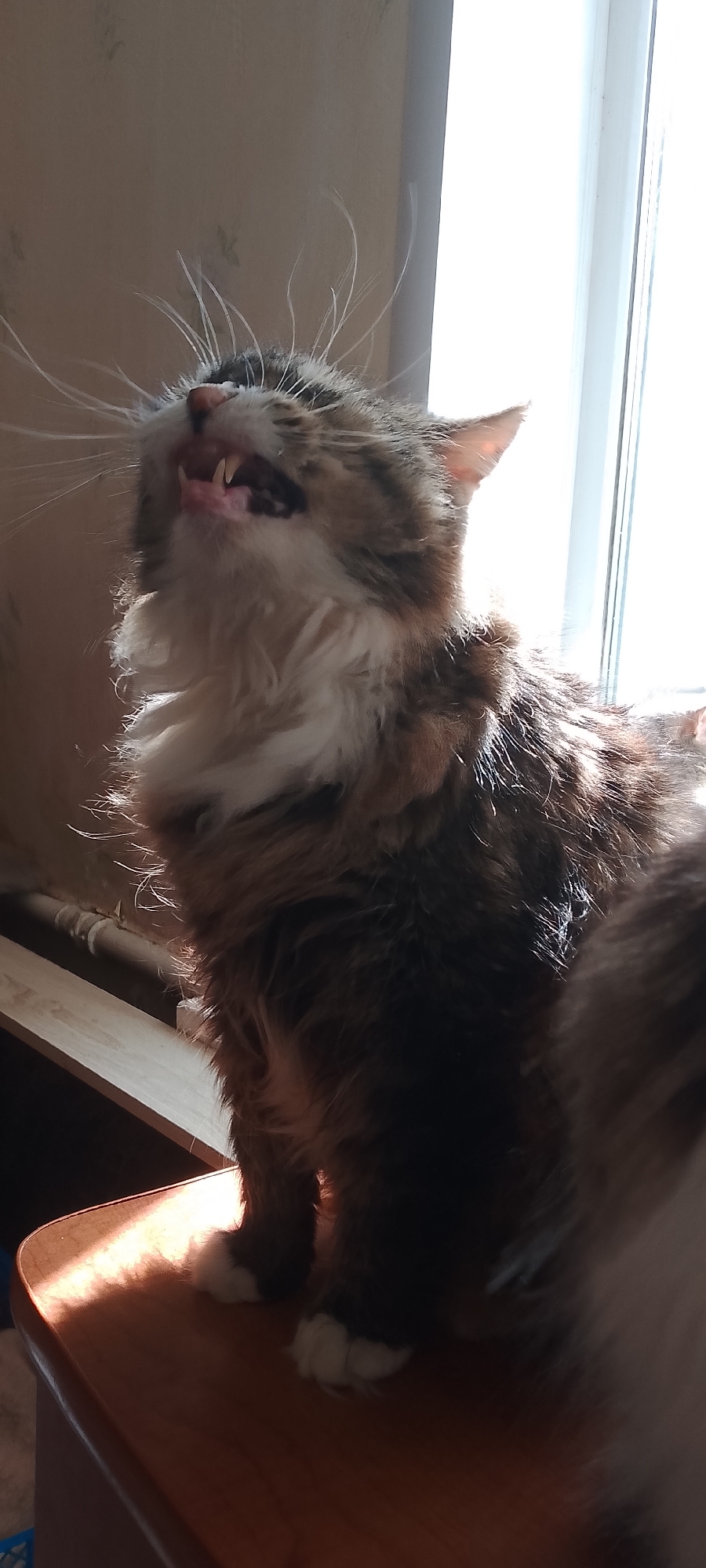A fluffy, multi-colored domestic cat is positioned on a wooden surface, with its head tilted upwards and mouth open, revealing its teeth. The cat's fur exhibits shades of brown, white, and black. Sunlight streams in from the right side of the image, illuminating the cat's whiskers and creating a strong backlight. In the background, a light-colored wall with a subtle texture is visible, and a bright white vertical element, likely a window frame or curtain, is present. The wooden surface appears to be part of a table or shelf, with a distinct edge and sunlight casting a warm glow. There are no people or other animals visible in the image. The scene is indoors, with the lighting suggesting it is daytime. The location is identified as Belgorod, Russia, though no specific landmarks or identifying features of the city are discernible in the image itself.