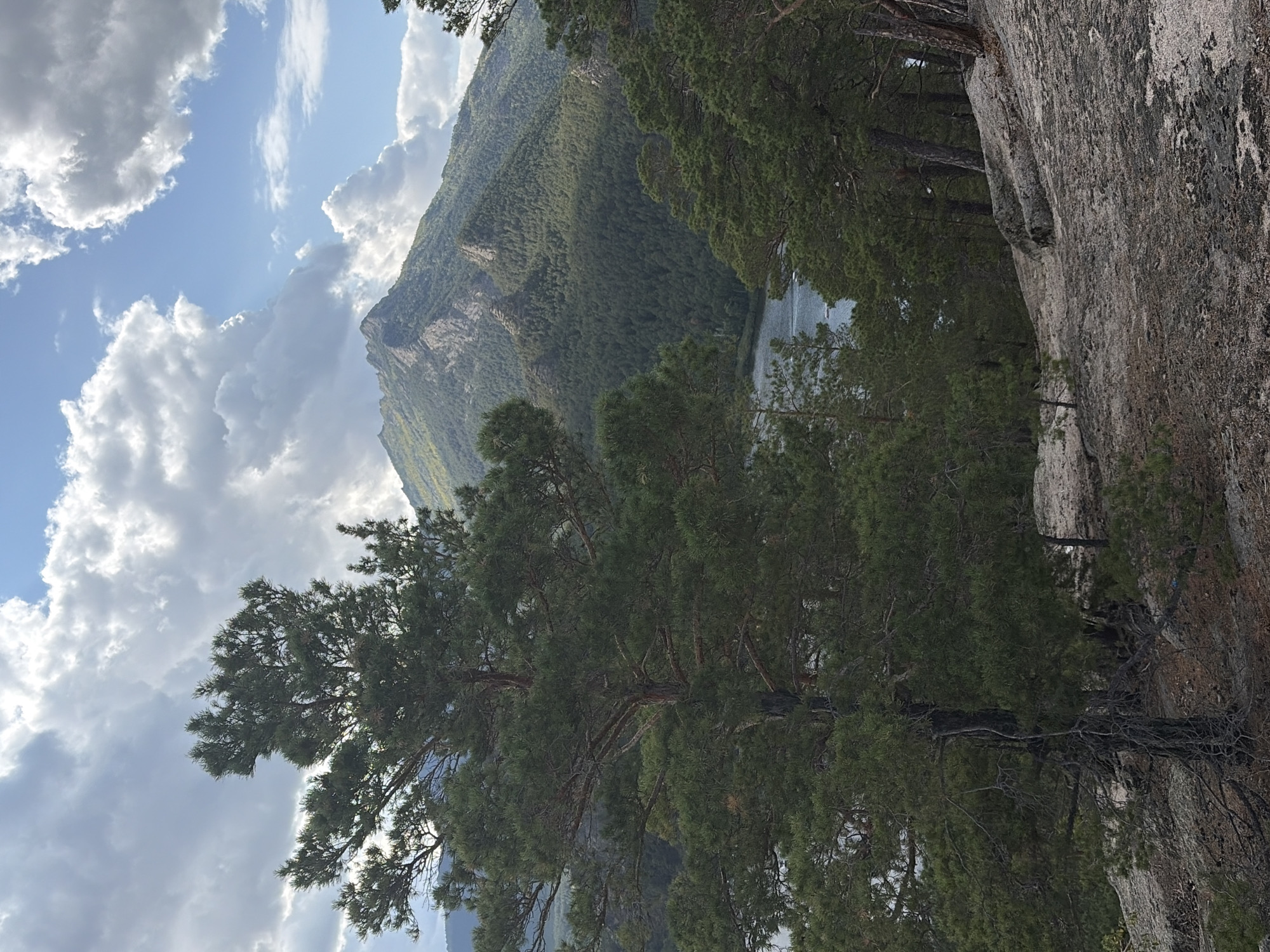 The image captures a mountainous landscape with a lake and a prominent pine tree in the foreground. The location is identified as Зелёный Бор ауылдық округі, Kazakhstan. The sky is partially cloudy with large, white clouds against a blue sky. The foreground is dominated by a large pine tree with green needles and gnarled branches, growing on rocky terrain. Behind the tree, a vast expanse of forest covers the slopes of a mountain range. A body of water, likely a lake, is visible in the middle ground, reflecting the surrounding greenery and sky. The mountains in the background are covered in dense green vegetation, with some rocky outcrops visible on their peaks. The overall scene depicts a natural, serene environment, likely a park or wilderness area. There are no people or specific objects that indicate urban activity.