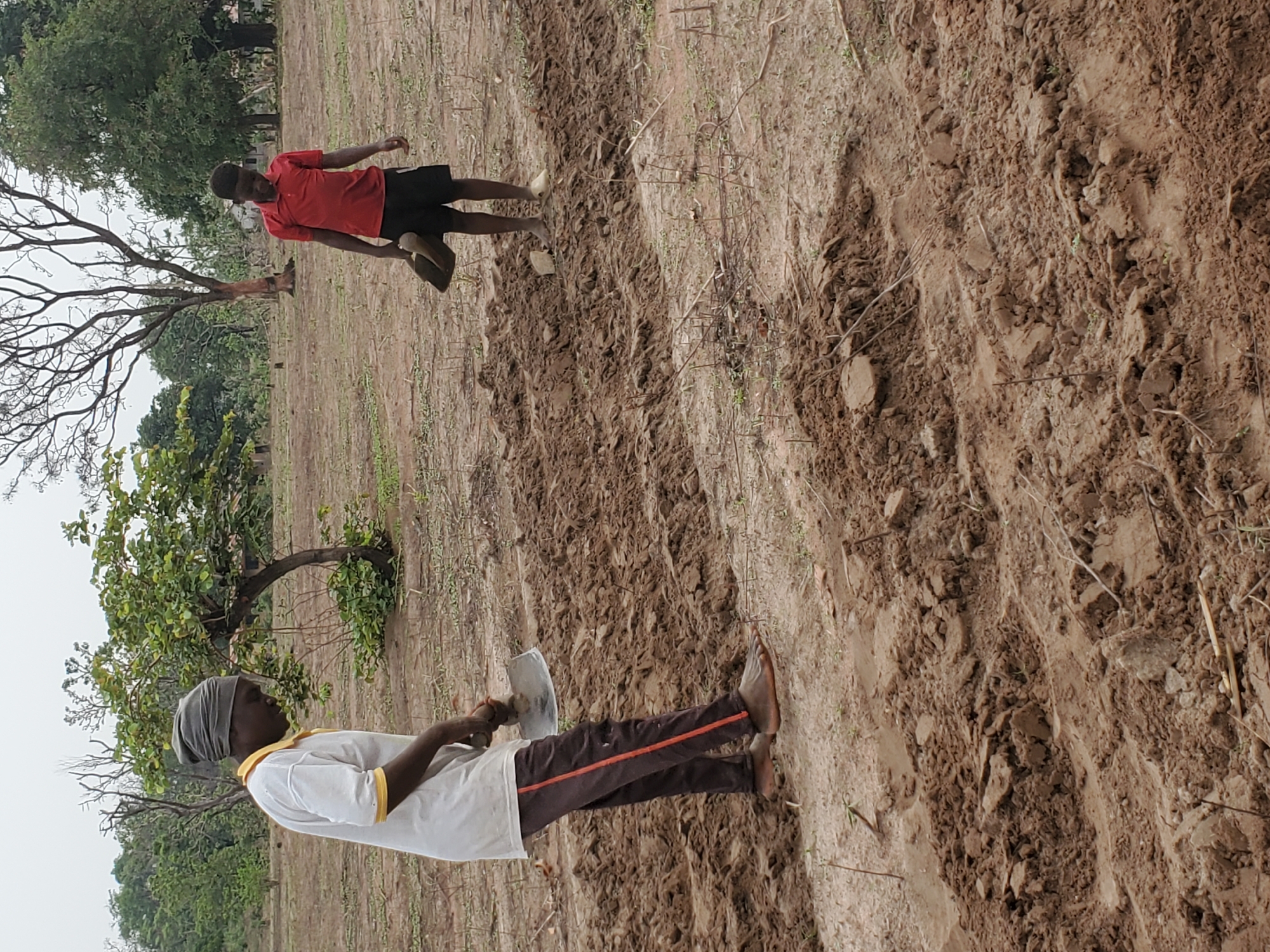 This image captures a rural scene in Mararaba, Nigeria, showing two men engaged in manual labor on a plot of land. The ground is characterized by reddish-brown, uneven soil, with distinct furrows and mounds, suggesting it has been recently tilled or prepared for cultivation. Sparse green shoots are visible throughout the worked earth.
In the foreground, a man wearing a white shirt with yellow accents, dark pants with a thin orange stripe, and a grey head covering stands, holding a digging tool, possibly a hoe or mattock. He is barefoot. Further into the field, another man, dressed in a red polo shirt and black shorts, stands barefoot on the tilled ground, looking downwards. Both men appear focused on their activity or taking a brief pause from their work.
The background features several trees, some with lush green foliage, under an overcast sky, indicating it is daytime without direct sunlight. The setting is clearly an agricultural or communal land area, reflecting a scene of farming or land preparation. No visible text is present in the image.