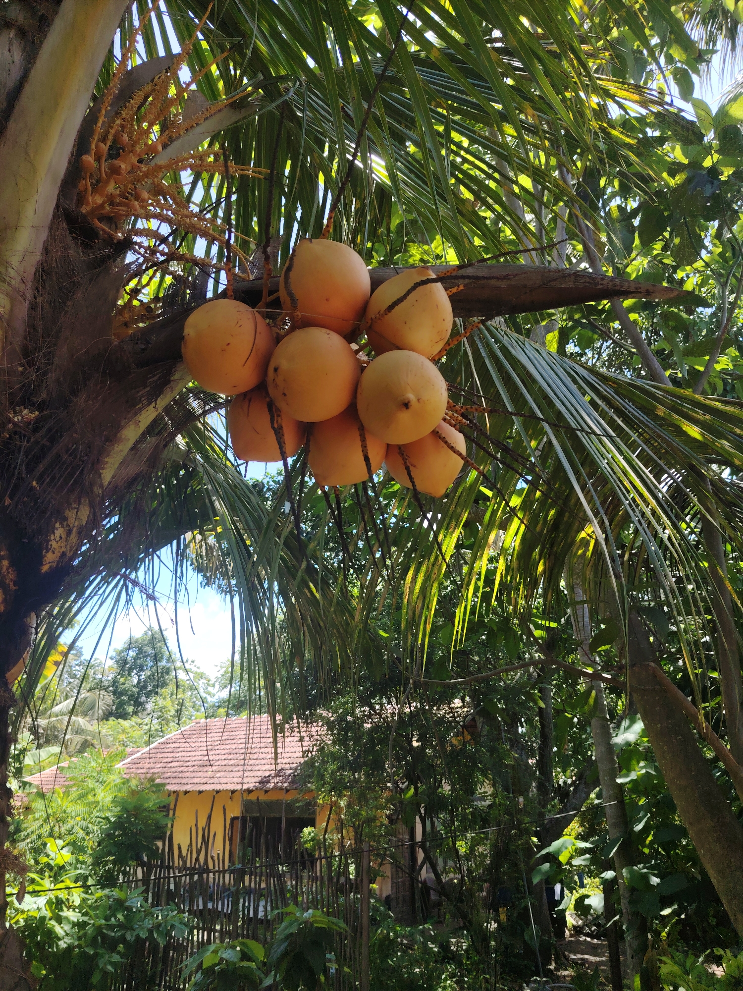 The image presents a vibrant, sunlit outdoor scene, primarily featuring a coconut palm tree laden with fruit. A cluster of approximately ten golden-orange coconuts hangs prominently in the upper center and right, attached to thick brown stalks. The fibrous trunk of the coconut palm is visible on the left, extending upwards, with new flowering or fruiting stalks also present near the trunk. Lush green fronds of the palm tree fan out across the top and sides of the frame, with bright sunlight filtering through them, creating a dappled light effect.
In the mid-ground, a house with an orange-tiled roof and yellow-painted walls is nestled amidst dense green foliage. A rustic fence made of vertical wooden sticks partially obscures the front of the house. The surrounding environment is characterized by abundant tropical vegetation, including various trees and leafy plants that fill the foreground and background. Patches of clear blue sky are visible through gaps in the tree canopy, particularly towards the upper left.
The scene depicts a peaceful, natural setting, likely in a tropical or subtropical region. It is daytime, under clear and sunny weather conditions, indicated by the bright illumination and distinct shadows. No people or visible text are present in the image.
