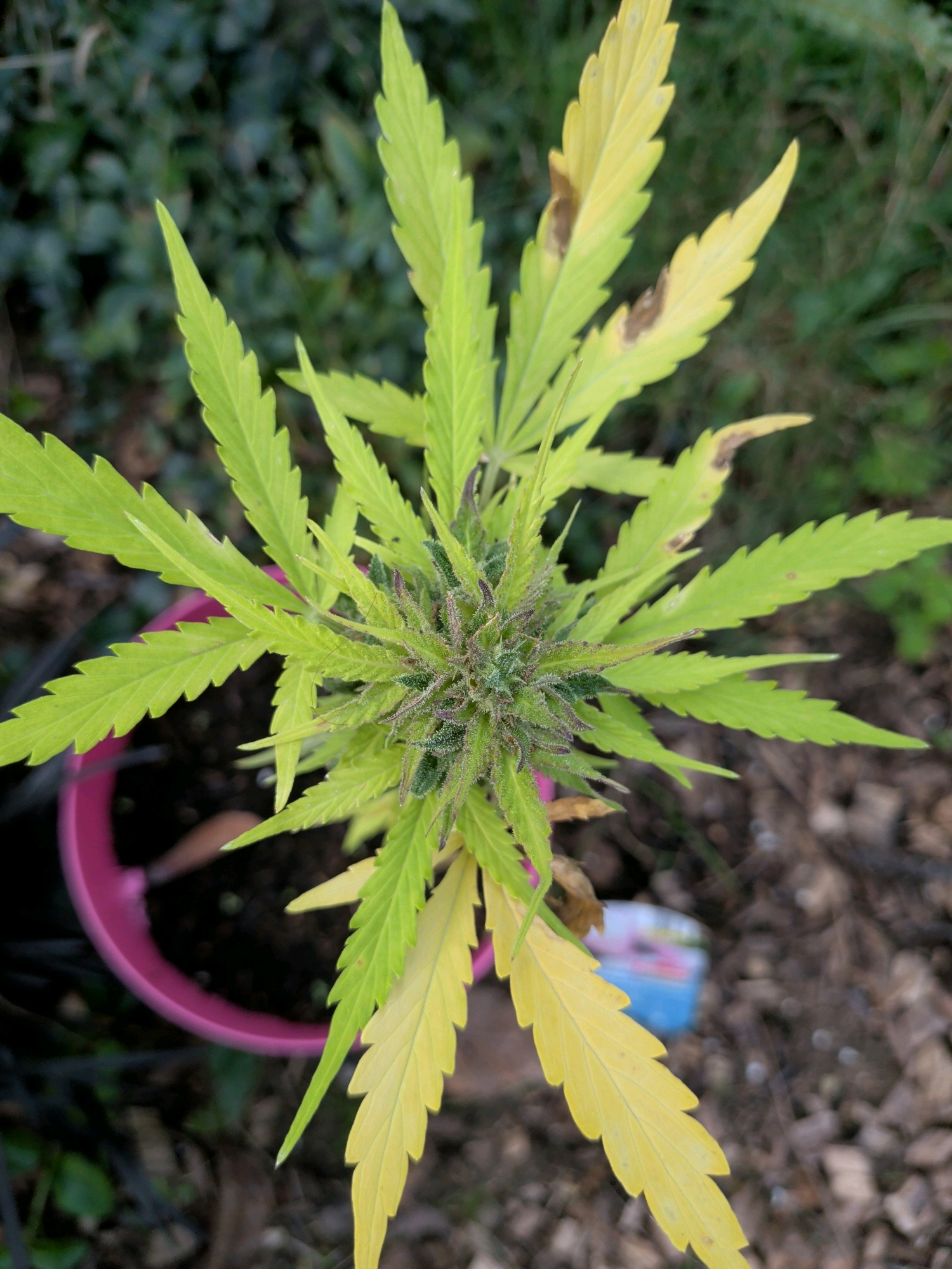The image is an overhead, close-up shot of a cannabis plant in a pink pot. The plant has several serrated, green leaves, with some exhibiting yellowing and brown spots, particularly on the lower leaves. The central part of the plant shows developing buds with purple hues. The pot is filled with dark soil and is placed outdoors amidst foliage and wood chips. The background is out of focus, showing greenery and ground cover. The scene appears to be in a garden or yard setting, with no people or specific landmarks identifiable to pinpoint a location in Maria Hoop, Netherlands.