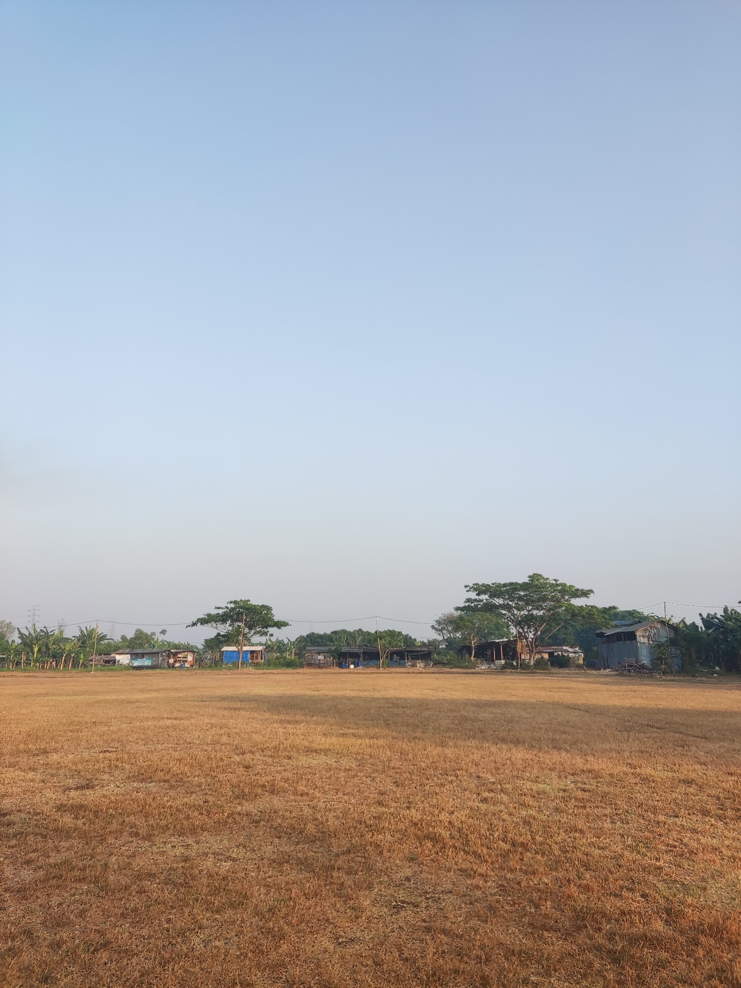 This is a vertical, eye-level, medium shot of a dry, golden grass field in Karangbong, Indonesia. The field occupies the foreground and mid-ground of the image, with the dry grass appearing short and dense. In the background, a line of small buildings and trees stretches across the horizon. The buildings appear to be simple structures, some with corrugated metal roofs. To the left, a few utility poles are visible, and a cluster of banana trees can be seen. The sky above is a clear, pale blue, with no clouds present. The scene is illuminated by natural daylight, suggesting it is daytime. There are no people or animals visible in the image.