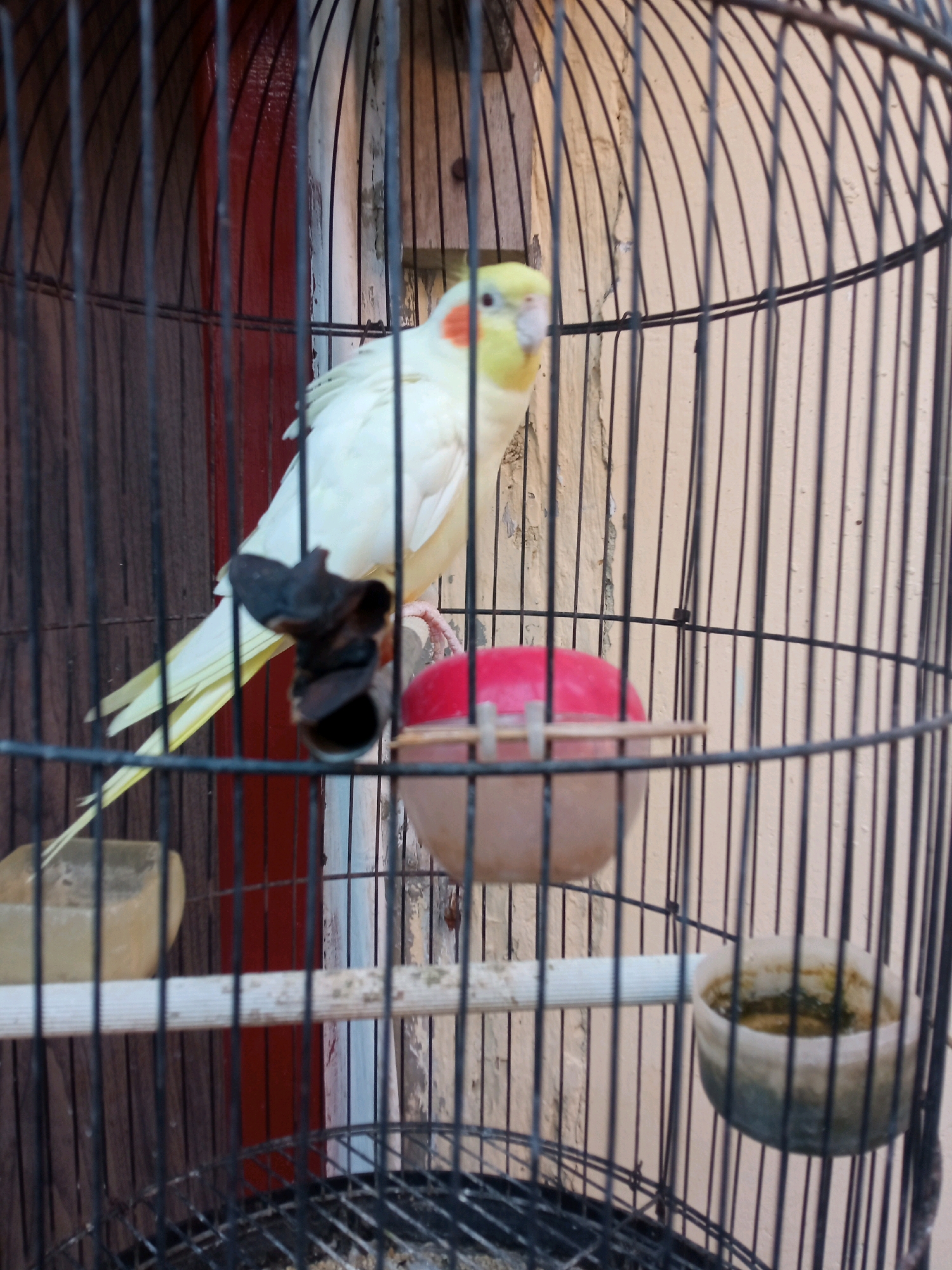 A light yellow cockatiel with an orange cheek patch and a white crest is perched inside a black metal birdcage. The bird is positioned on the left side of the cage, facing to the right. Behind the bird, the cage bars obscure a wall that is painted in muted tones of cream and light brown, with vertical reddish-brown stripes. In the foreground, a horizontal wooden perch runs across the cage. To the right of the bird, there is a red-topped food or water dish, partially obscured by the cage bars. The bottom of the cage contains debris, likely food scraps and feathers. The overall lighting suggests it is daytime, and the scene appears to be outdoors or in a covered outdoor space.