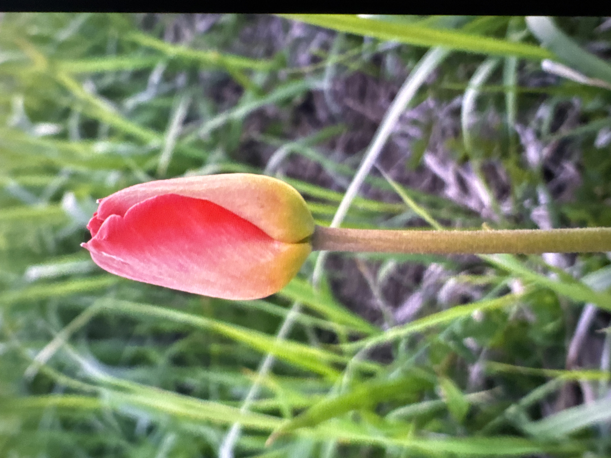 A single, unopened red and yellow tulip bud stands vertically against a blurred background of green grass and soil. The tulip bud, which is the central subject, is positioned in the middle of the frame. Its petals are a vibrant red at the tip, transitioning to a softer yellow or orange hue towards the base. A thin, fuzzy brown stem supports the bud. The background consists of out-of-focus blades of grass, some appearing to be light green and others darker, interspersed with patches of dark, dry soil. The overall lighting suggests it is daytime, with soft, diffused light. The image appears to be a close-up shot, focusing solely on the tulip.
