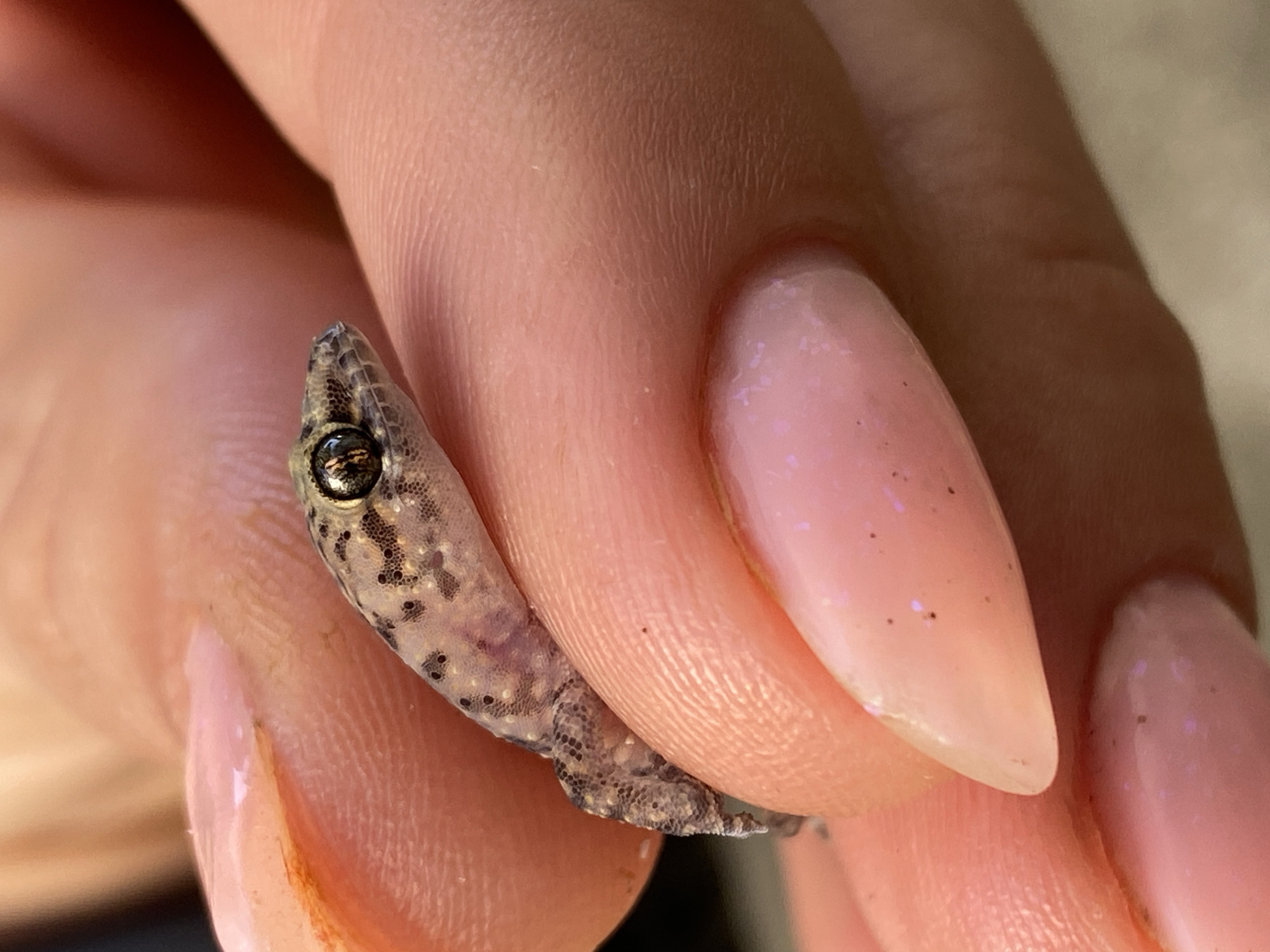A close-up, high-angle shot shows a very small, speckled gecko being held by a person's fingers. The gecko's body is light brown with dark speckles and a darker stripe running along its head and down its body. Its eye is large and dark with a visible pupil. The gecko is positioned horizontally across the person's fingers. The person's nails are painted a light pink with glitter. The background is blurred, but appears to be skin and possibly fabric. The scene is indoors, likely in a residential setting. The specific location in Sutomore, Montenegro, cannot be determined from the image alone.