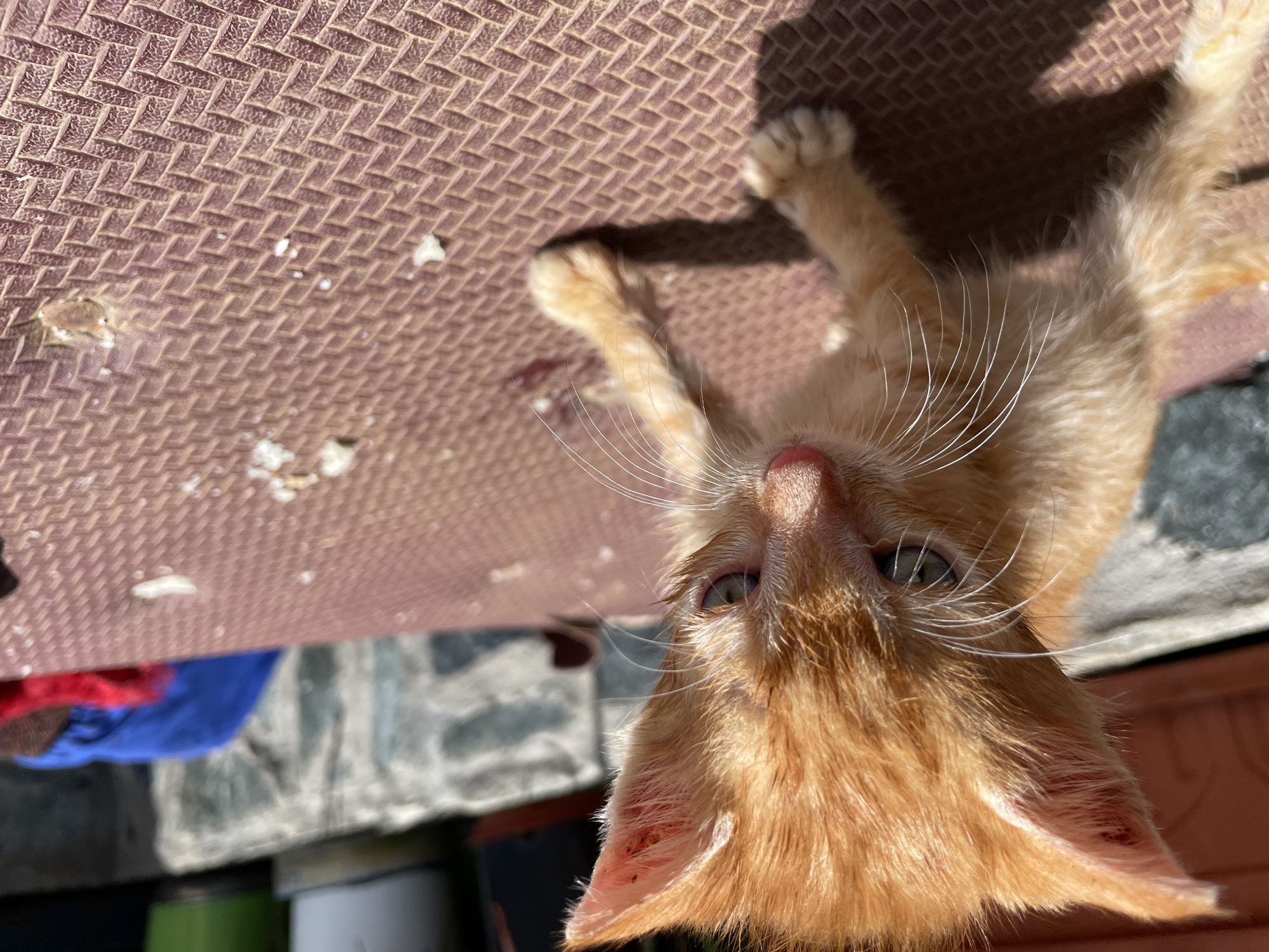 An orange tabby kitten is lying on its back on a textured, brown surface. Its head is angled towards the bottom of the frame, and its paws are near the top of the frame. There are some small, white debris scattered on the textured surface. In the background, out of focus, is a green, white and grey background which is believed to be a city in Zlatograd, Bulgaria. Some red and blue textiles are visible near the corner of the grey background. The lighting suggests it is daytime, and the kitten is casting a shadow on the surface.