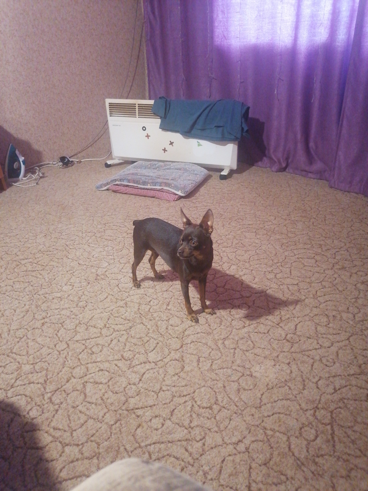 A small, dark brown toy terrier stands on a beige carpet in a room. The terrier is facing left, with its head turned slightly towards the camera. In the background, there is a white electric heater with a blue towel draped over it. To the left of the heater, an iron and some cords are visible on the floor. A purple curtain hangs in the background. The scene is consistent with an interior domestic setting in Novopokrovka, Russia.