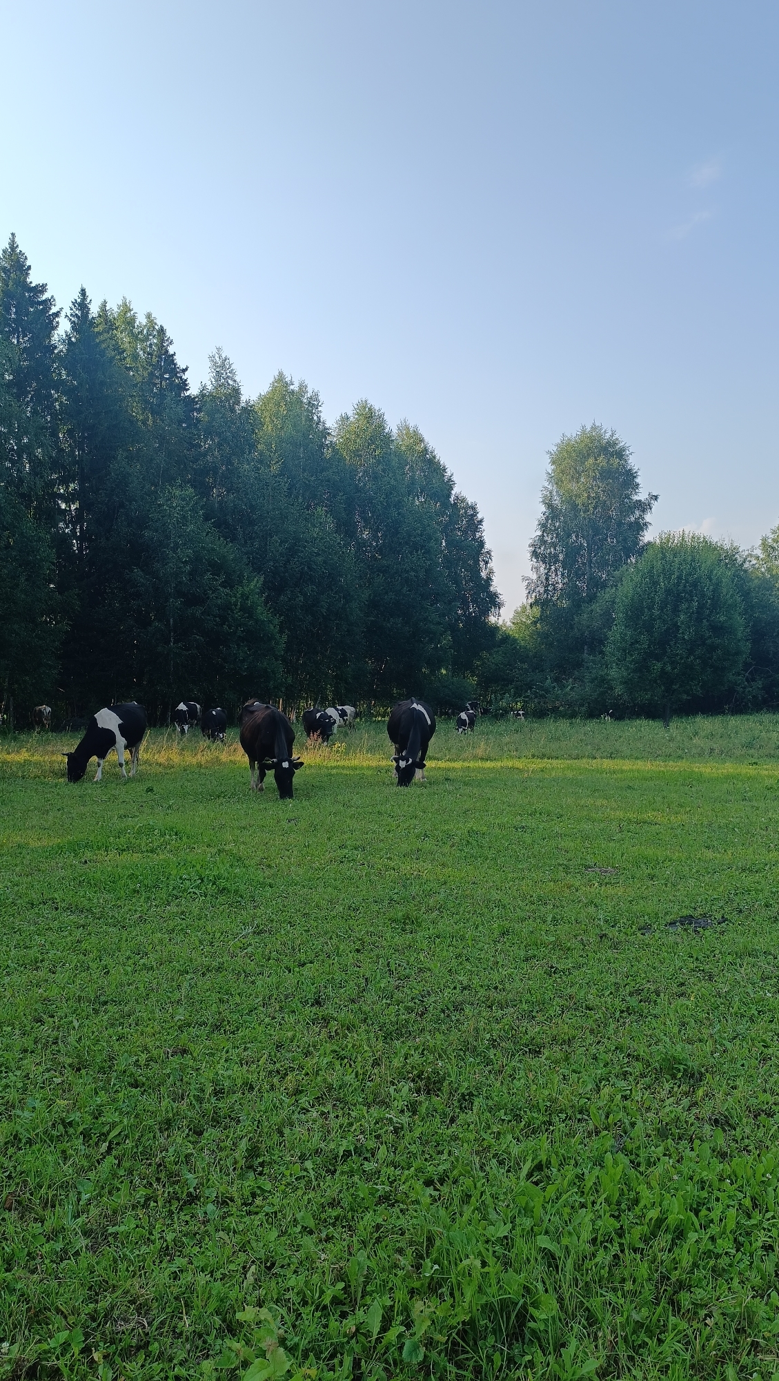 A herd of black and white dairy cows graze in a lush green field. The cows are scattered across the meadow, with some closer to the viewer and others further away, approaching a dense line of trees that forms the background. The sky above is a clear, pale blue, suggesting a calm day. The foreground is dominated by the vibrant green grass, which appears well-maintained and suitable for grazing. The scene evokes a peaceful rural setting. There are no people visible in the image. The location is not specified to be the city of Karsha, Russia.
